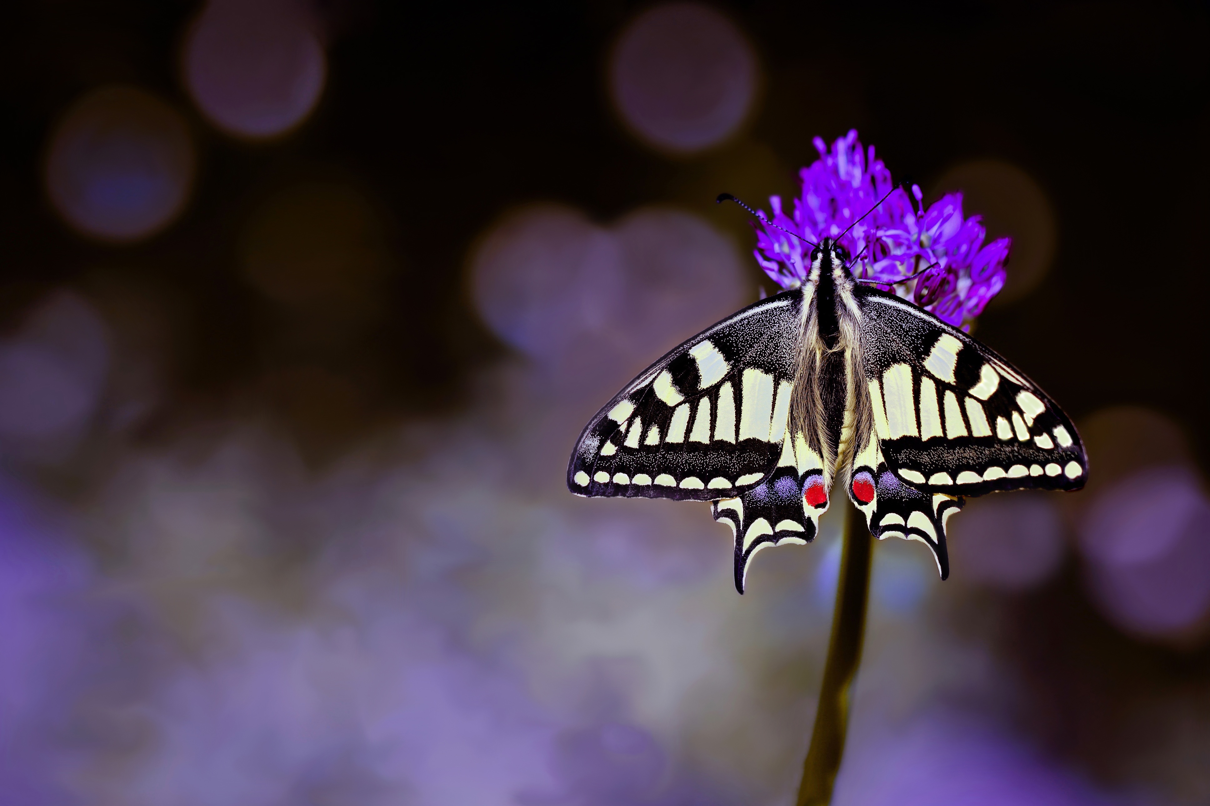 Swallowtail Butterfly Wallpapers