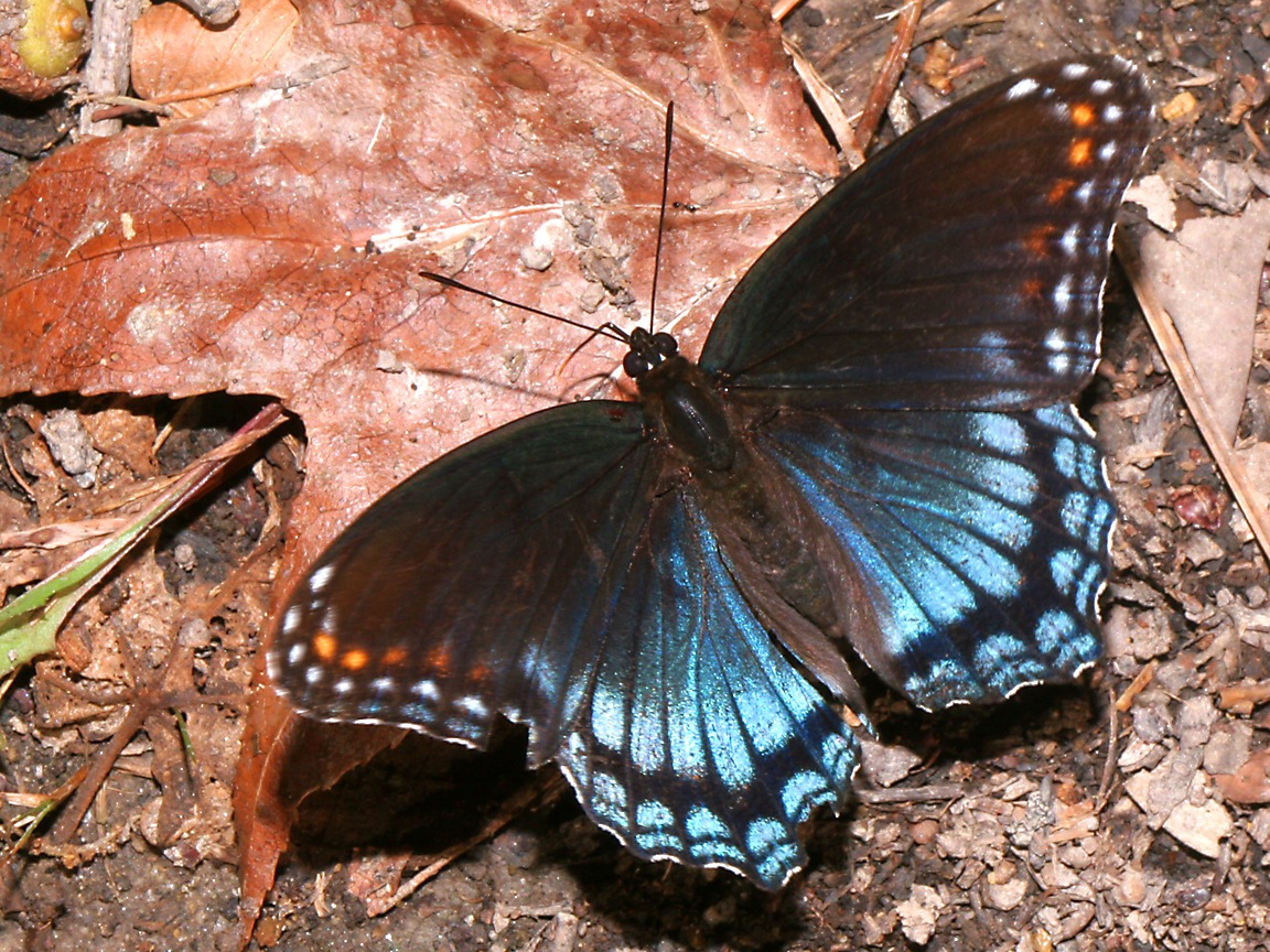 Swallowtail Butterfly Wallpapers