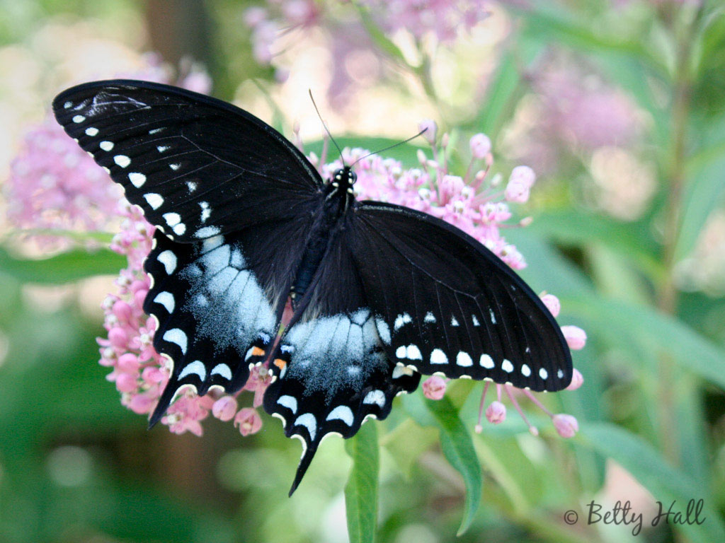 Swallowtail Butterfly Wallpapers