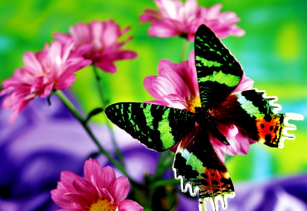 Swallowtail Butterfly Wallpapers