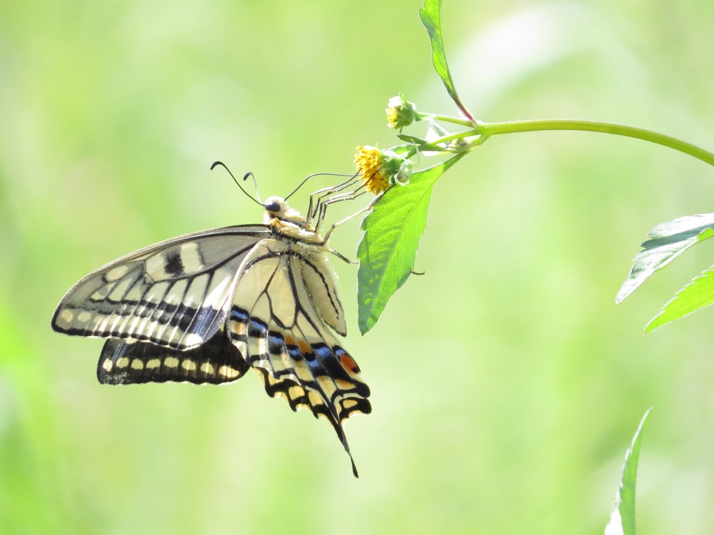 Swallowtail Butterfly Wallpapers