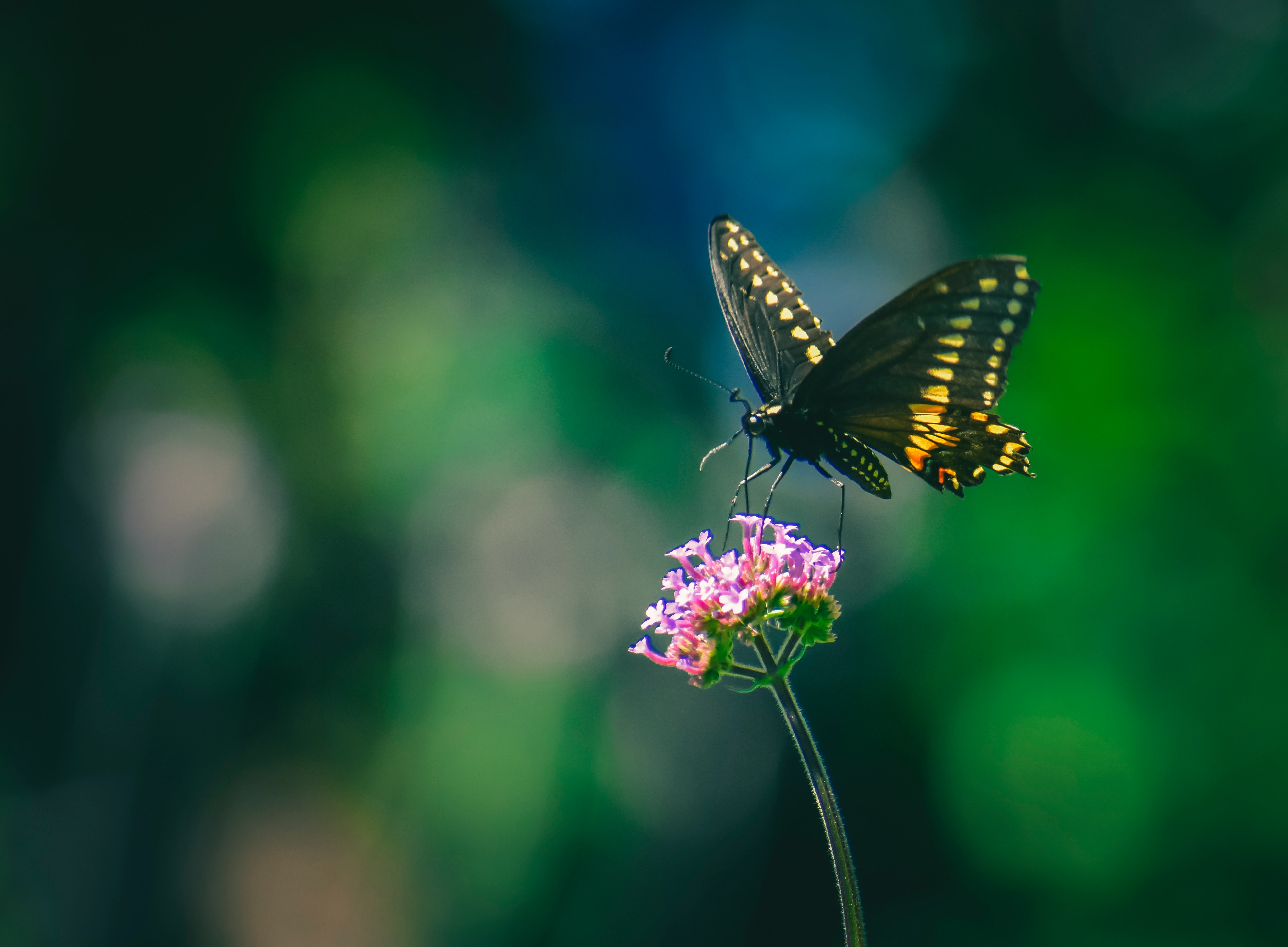 Swallowtail Butterfly Wallpapers