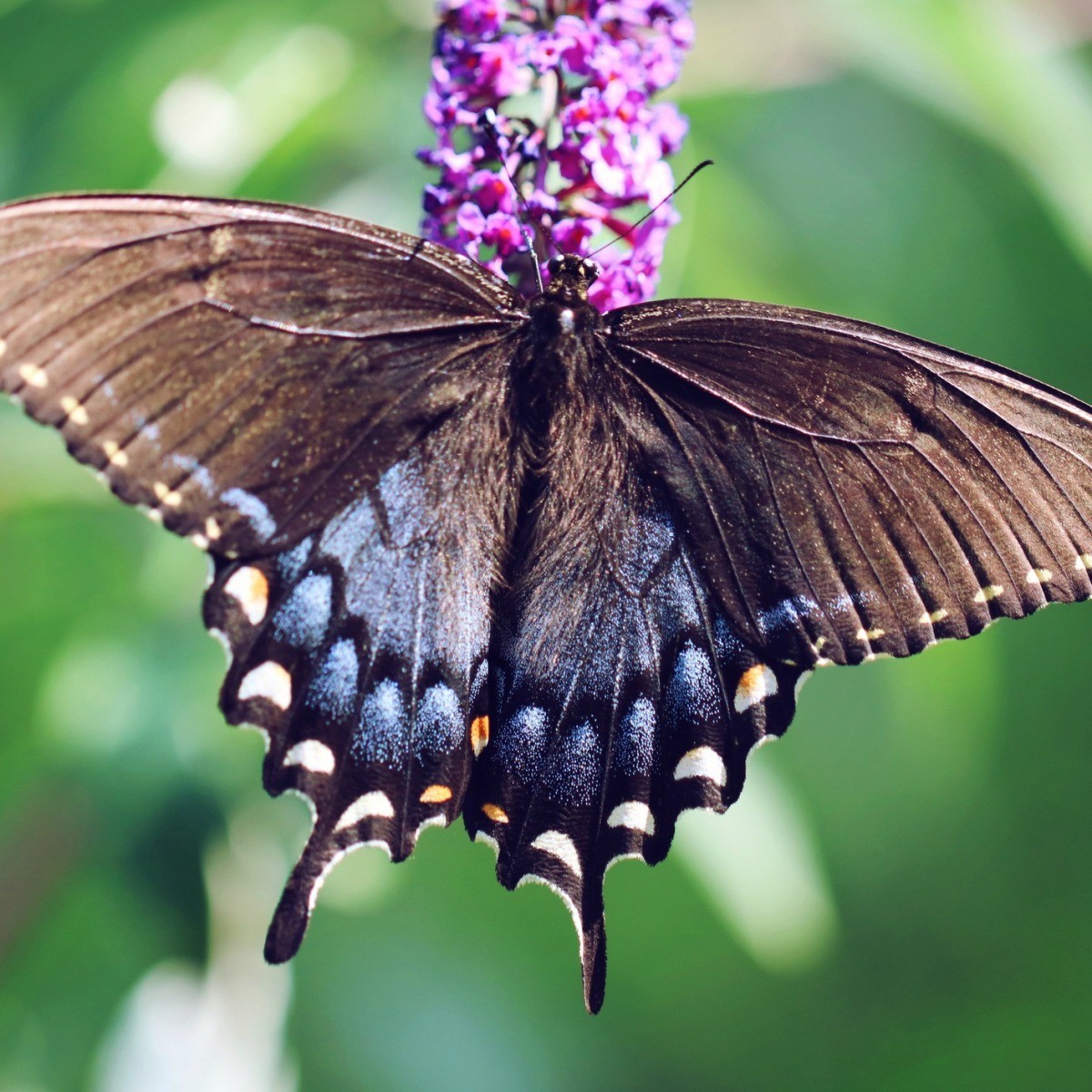 Swallowtail Butterfly Wallpapers