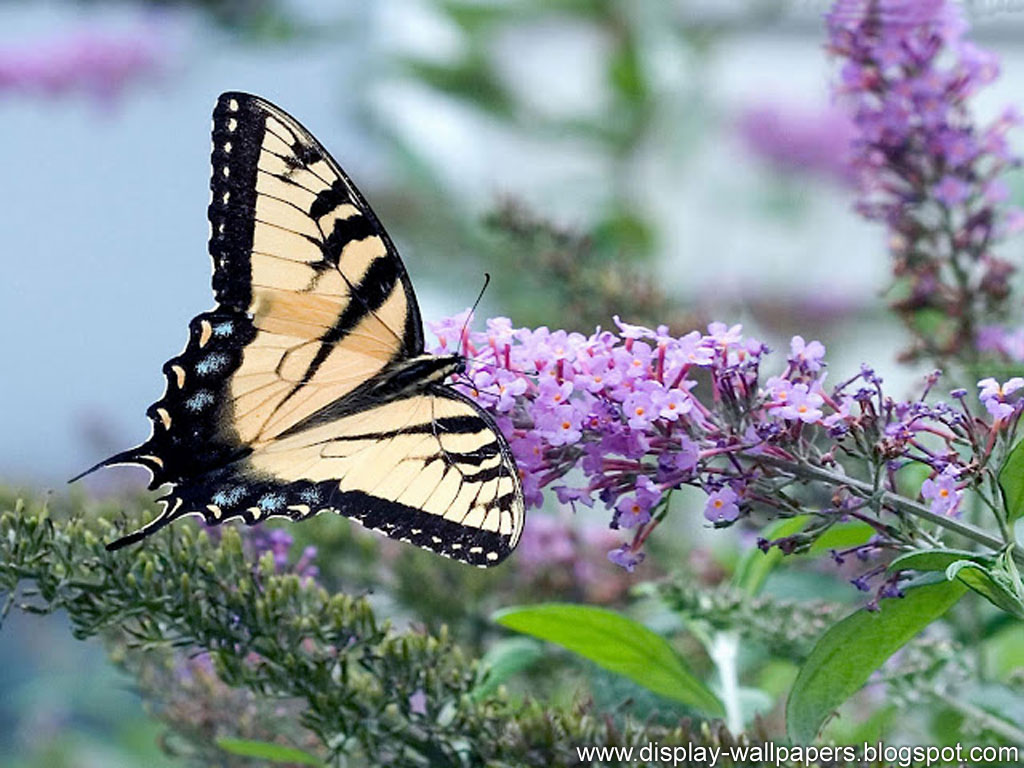 Swallowtail Butterfly Wallpapers