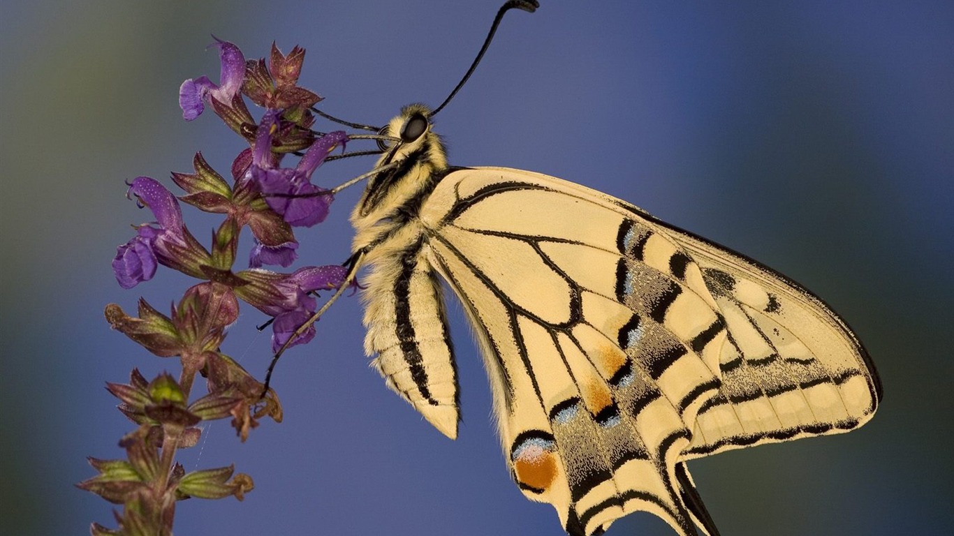 Swallowtail Butterfly Wallpapers