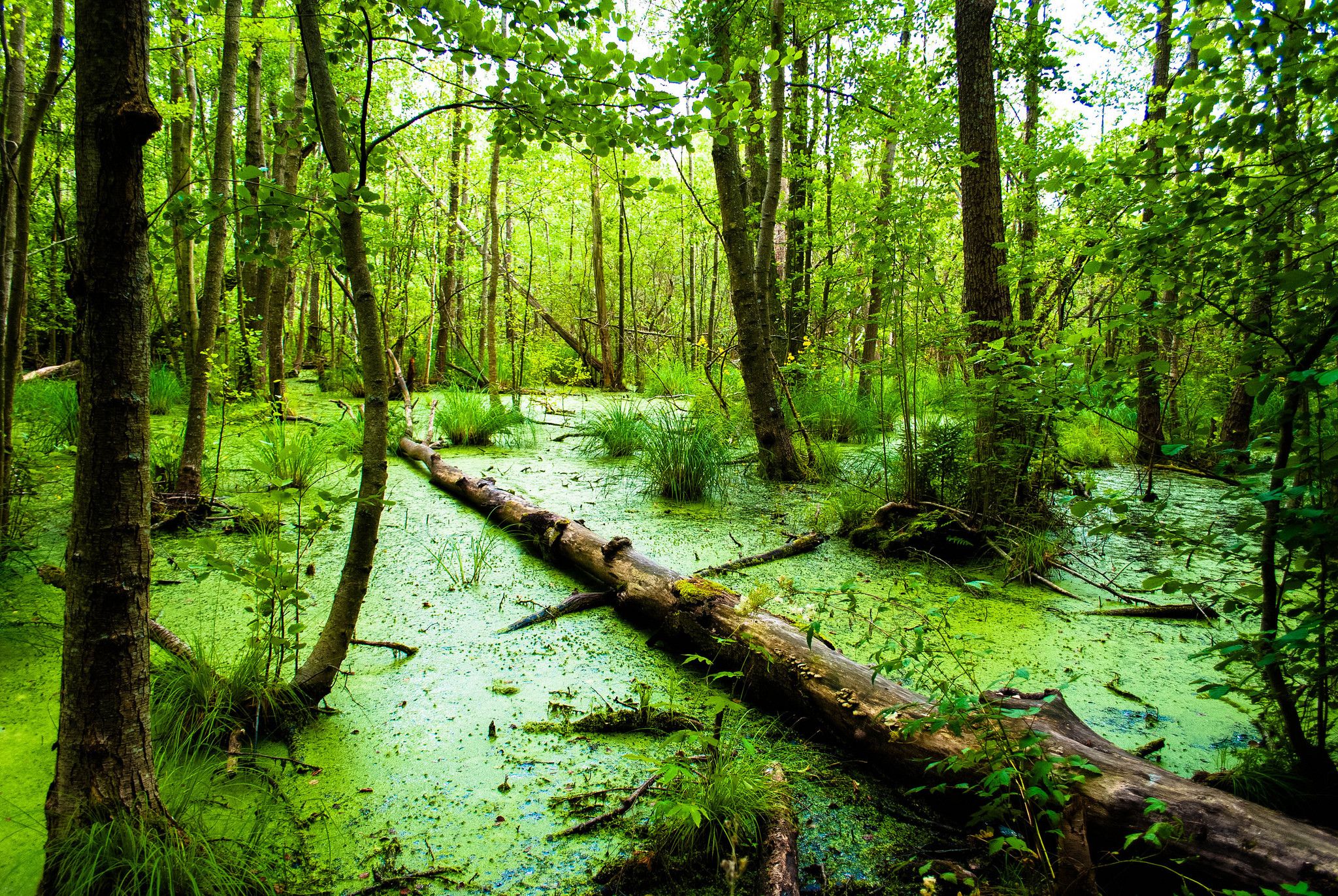 Swamp Background