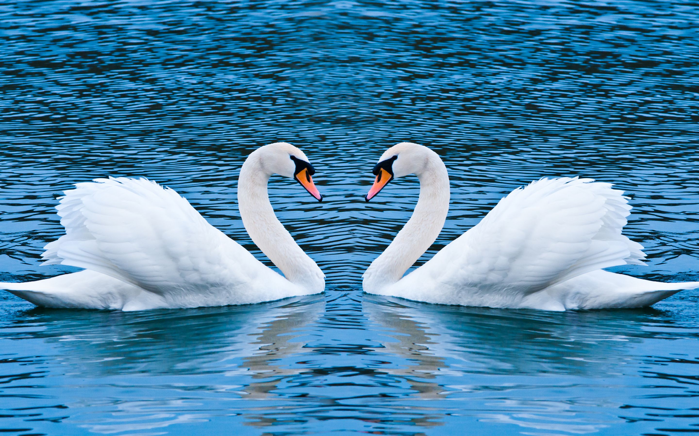 Swan Wallpapers