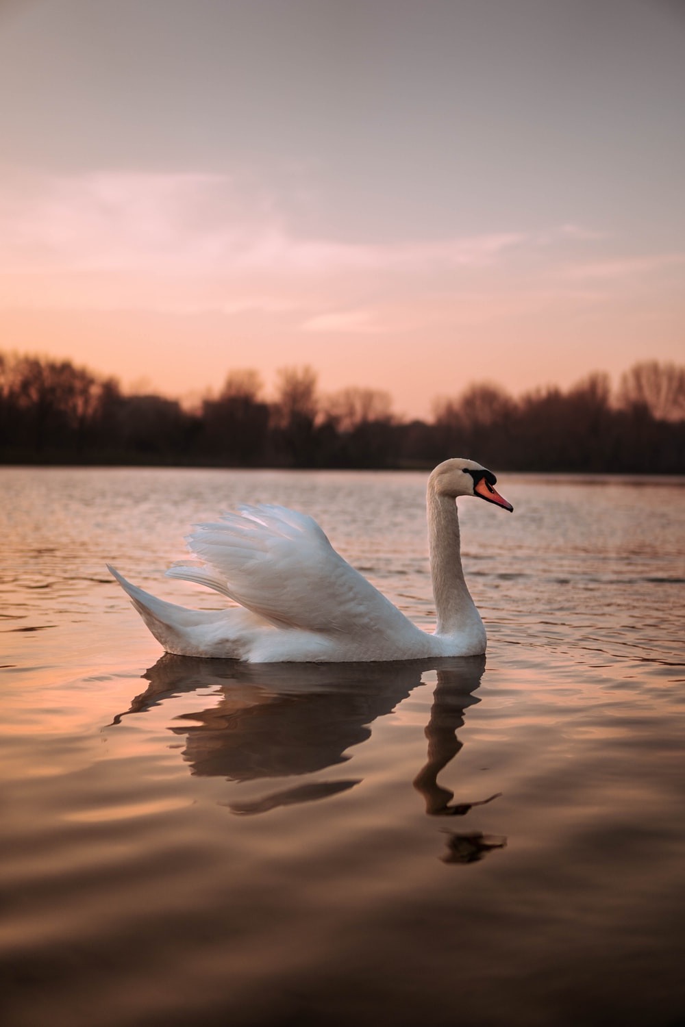 Swan Wallpapers