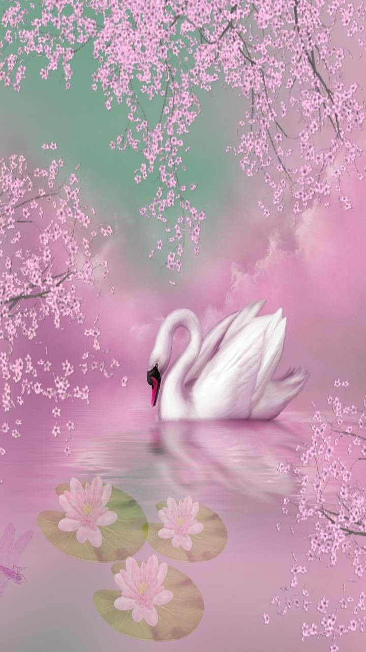 Swan Wallpapers