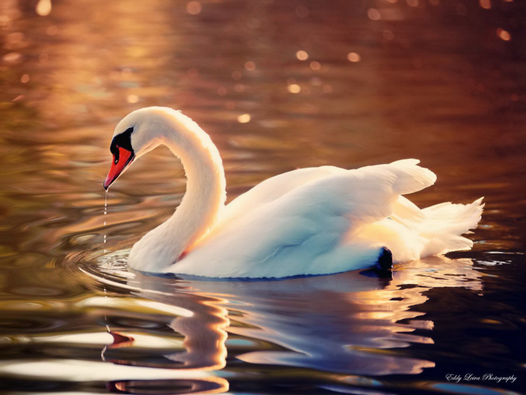 Swan Wallpapers