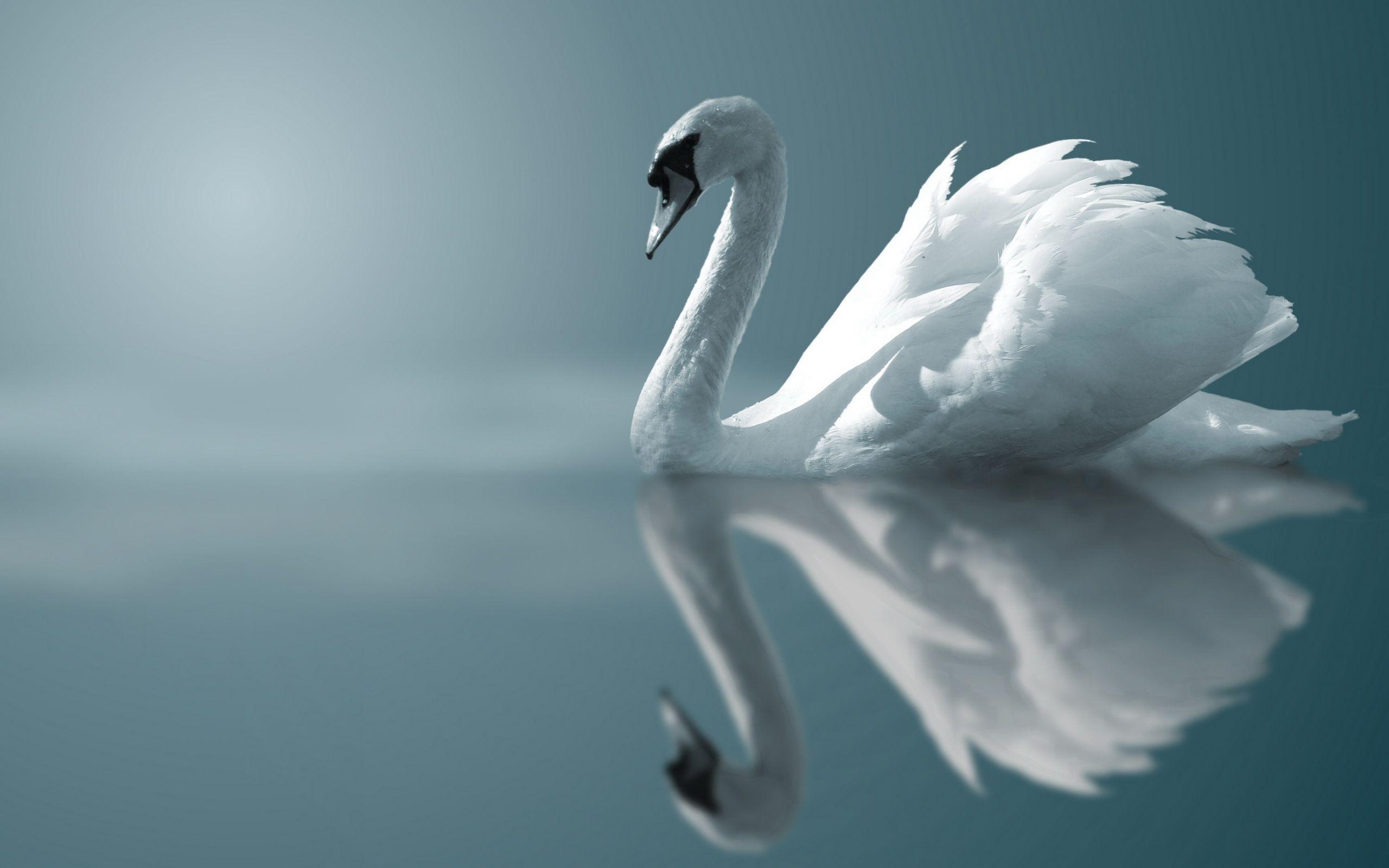 Swan Wallpapers