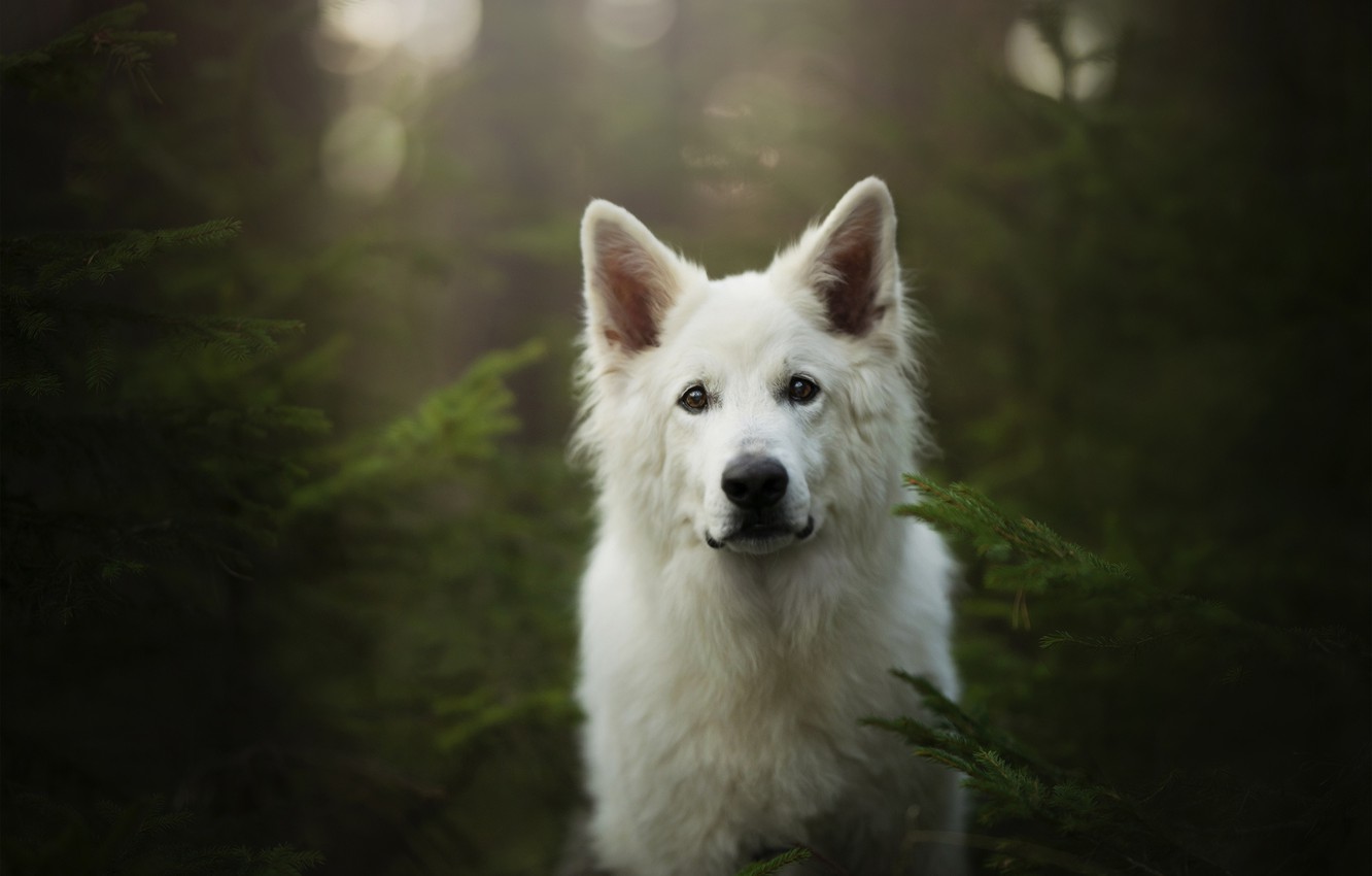 Swiss Shepherd Wallpapers