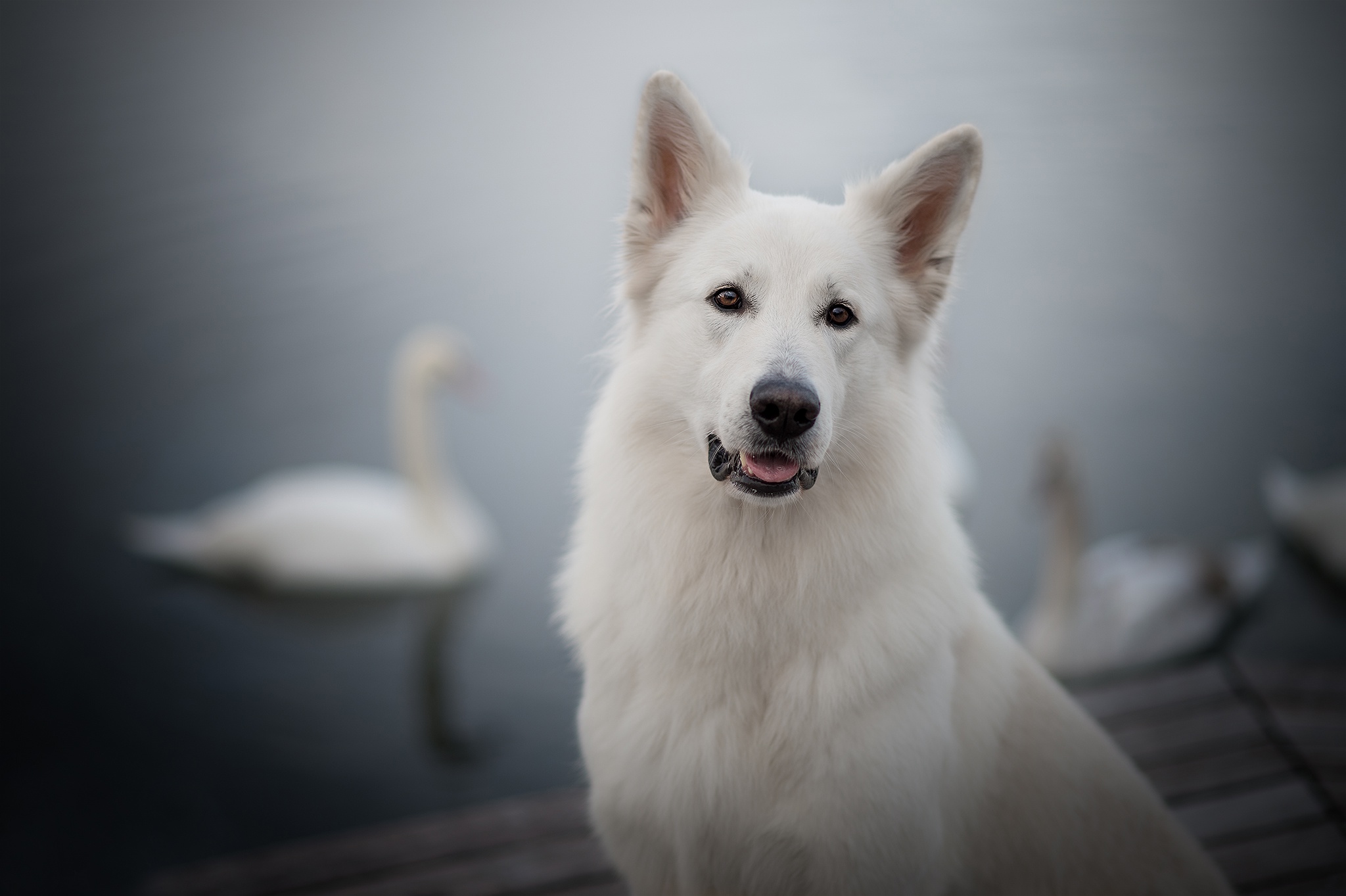 Swiss Shepherd Wallpapers