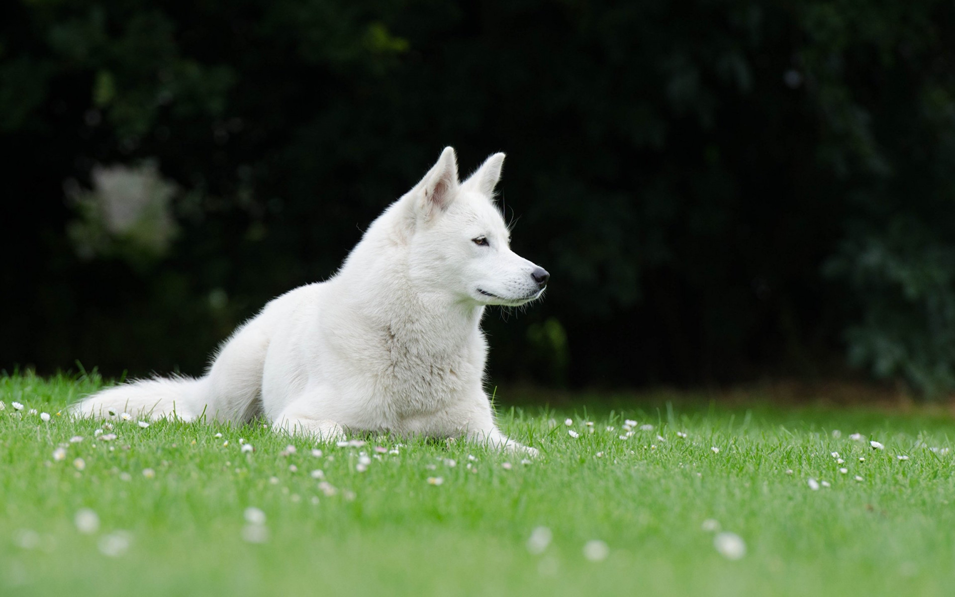 Swiss Shepherd Wallpapers