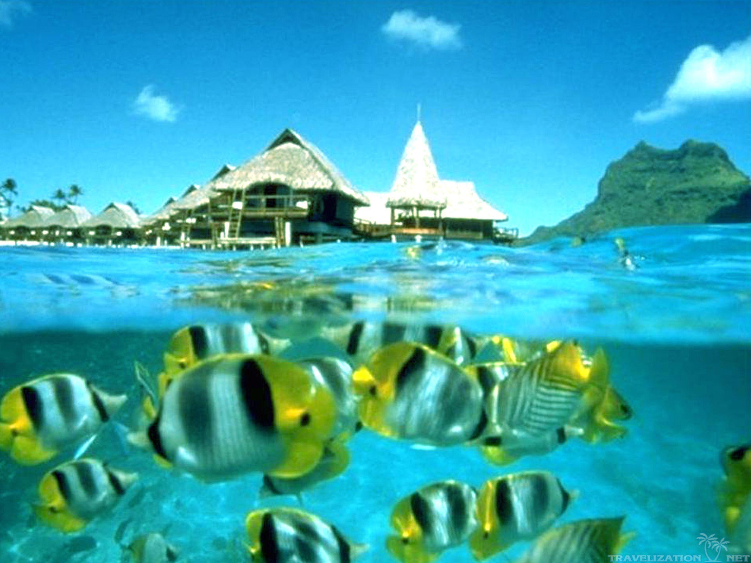 Tahiti Background