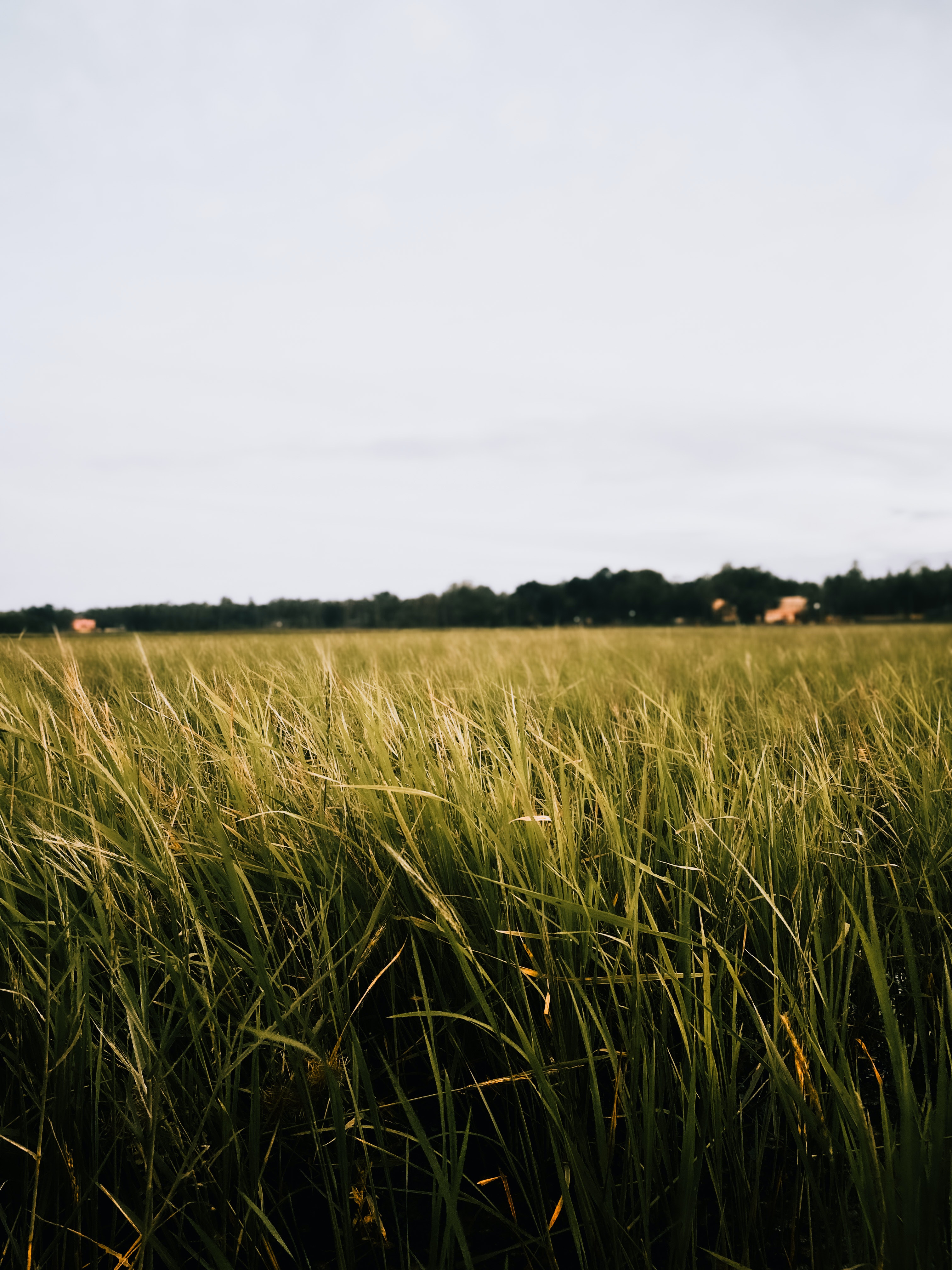 Tall Grass Wallpapers