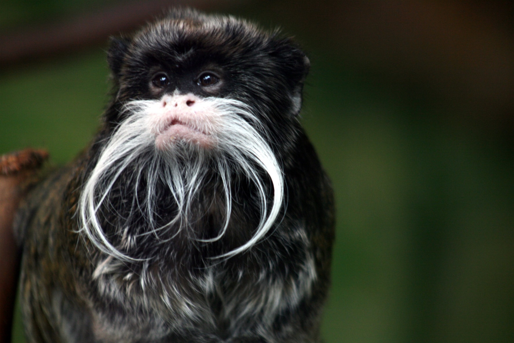 Tamarin Wallpapers