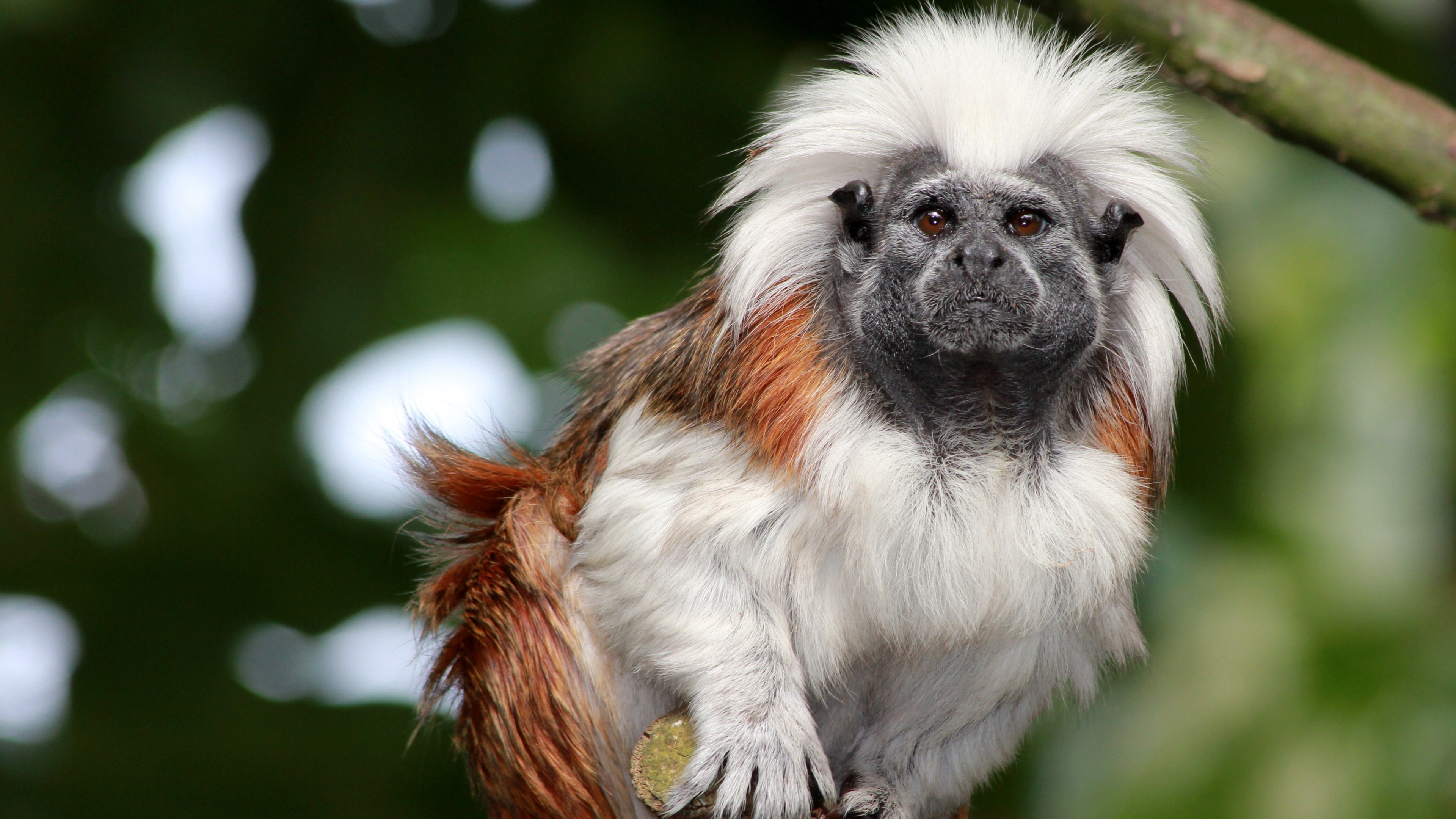 Tamarin Wallpapers