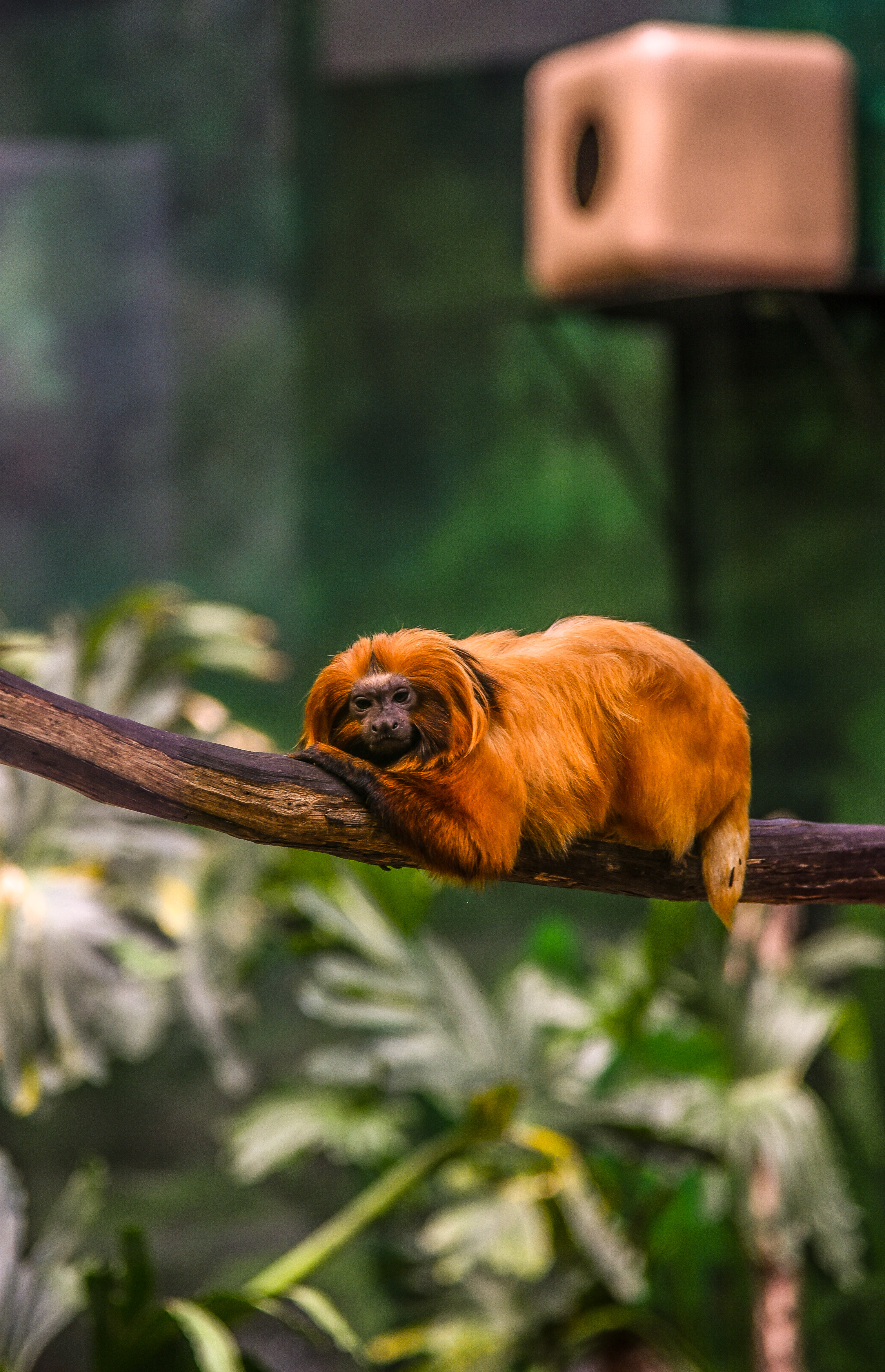 Tamarin Wallpapers