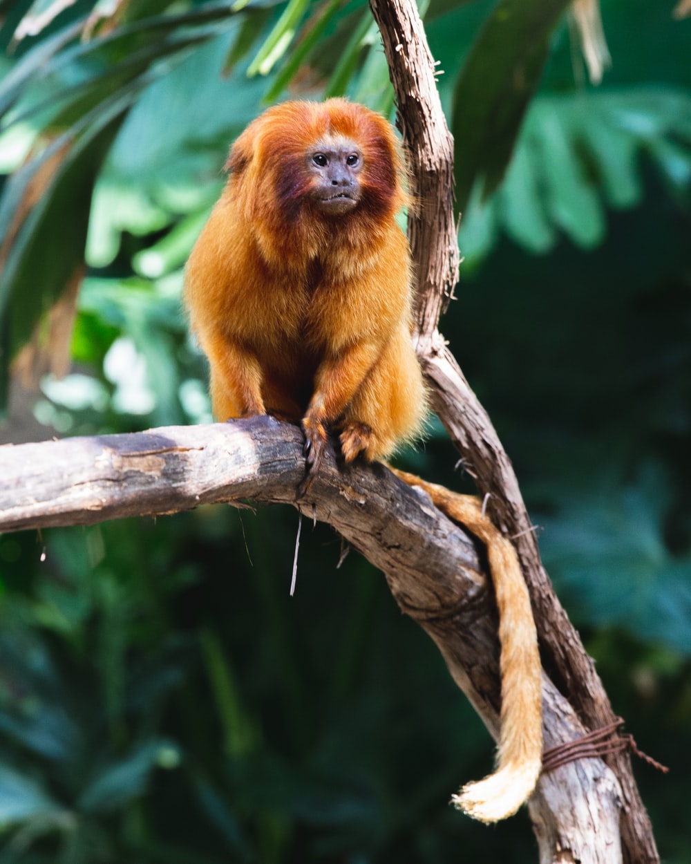 Tamarin Wallpapers