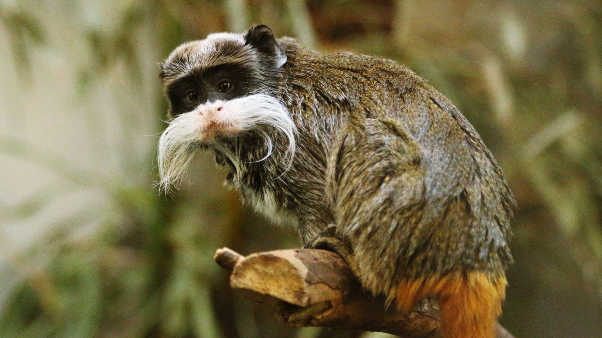 Tamarin Wallpapers