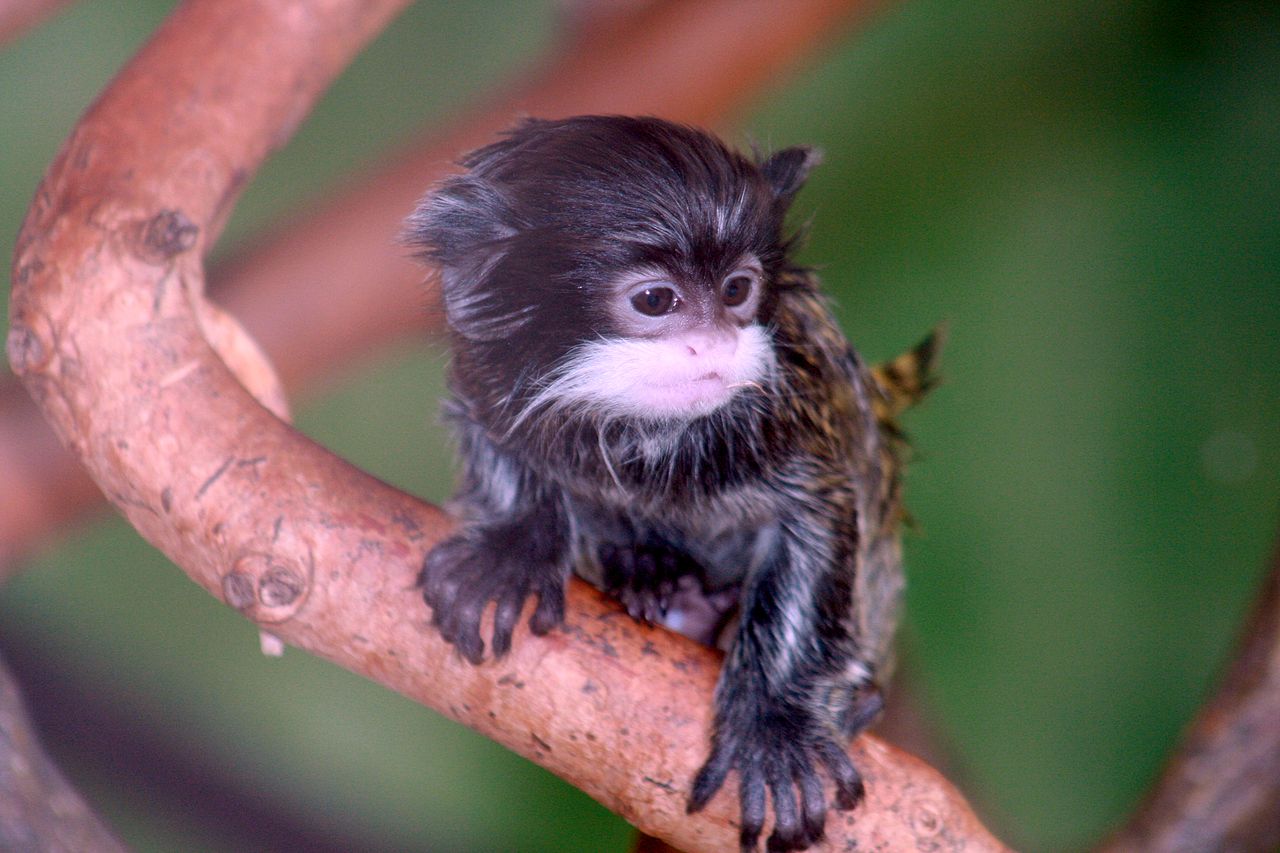 Tamarin Wallpapers