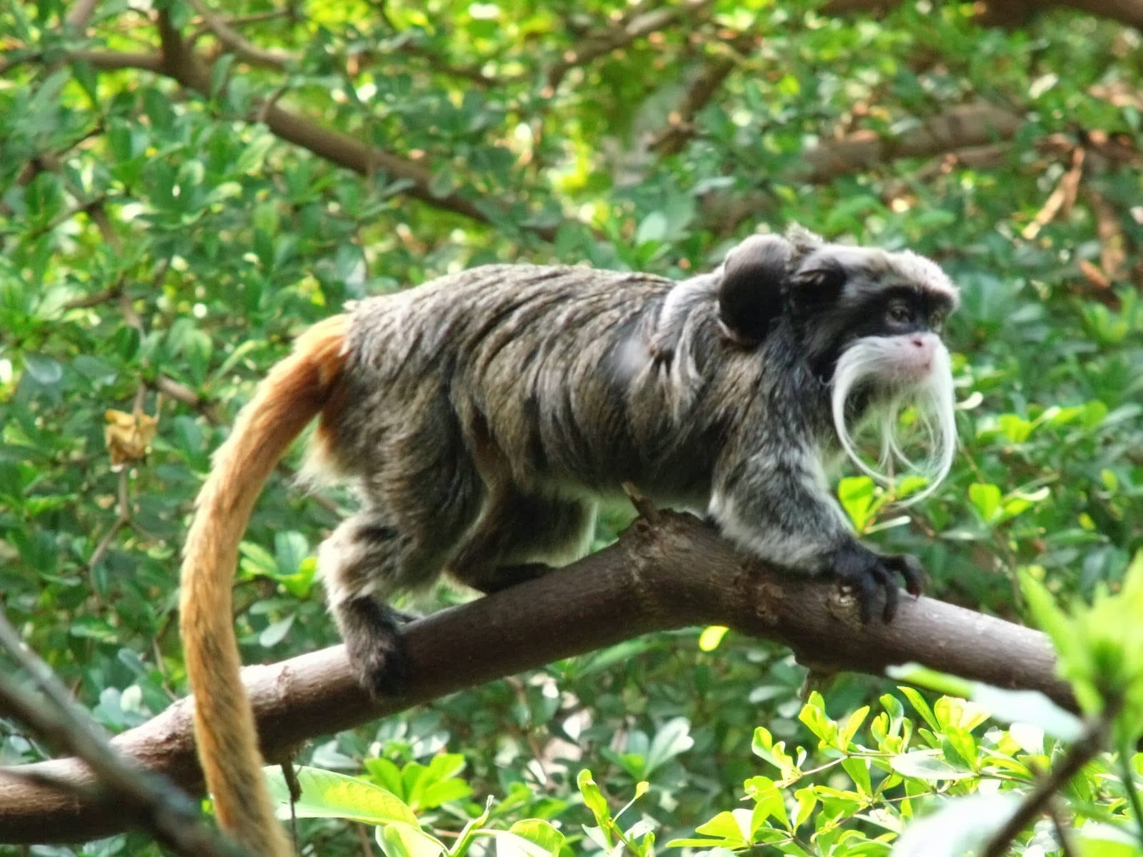 Tamarin Wallpapers