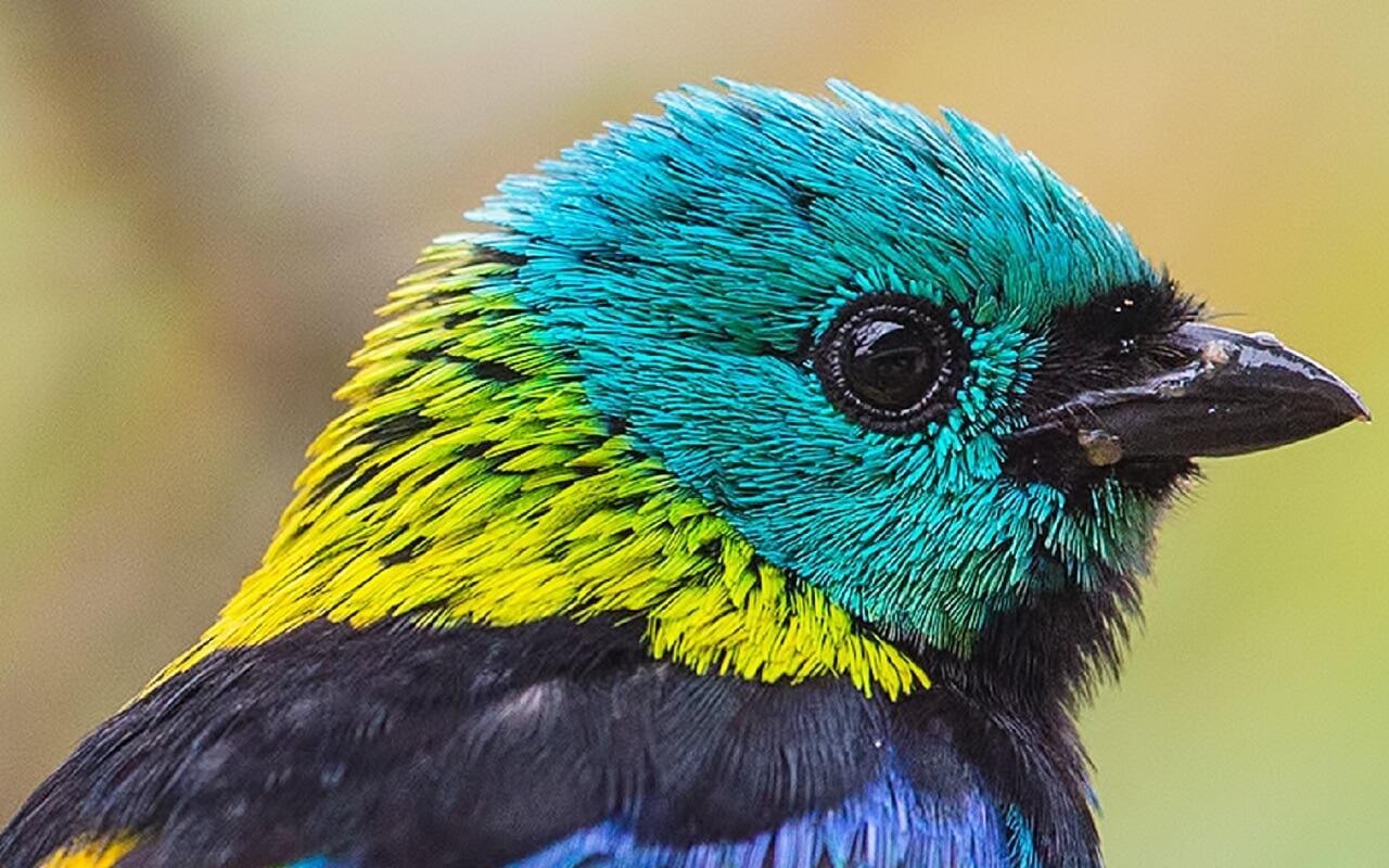 Tanager Wallpapers