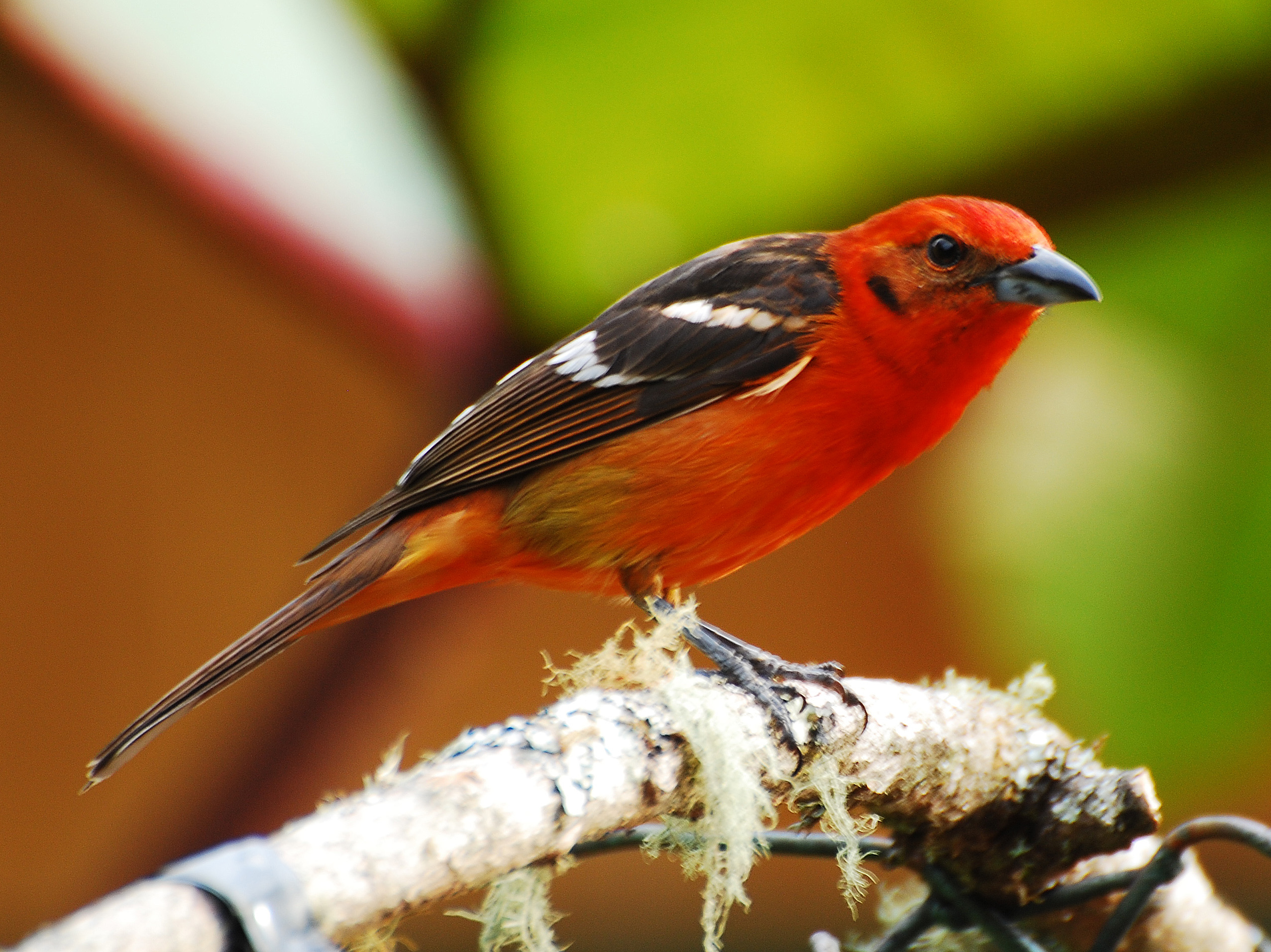 Tanager Wallpapers