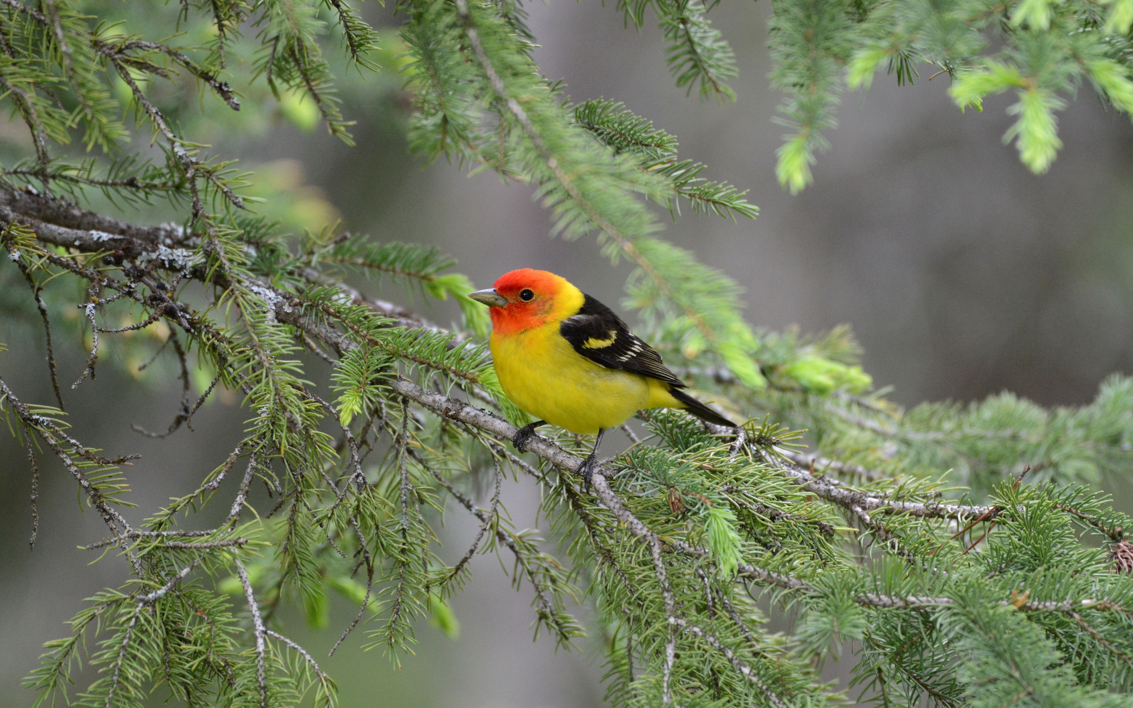 Tanager Wallpapers