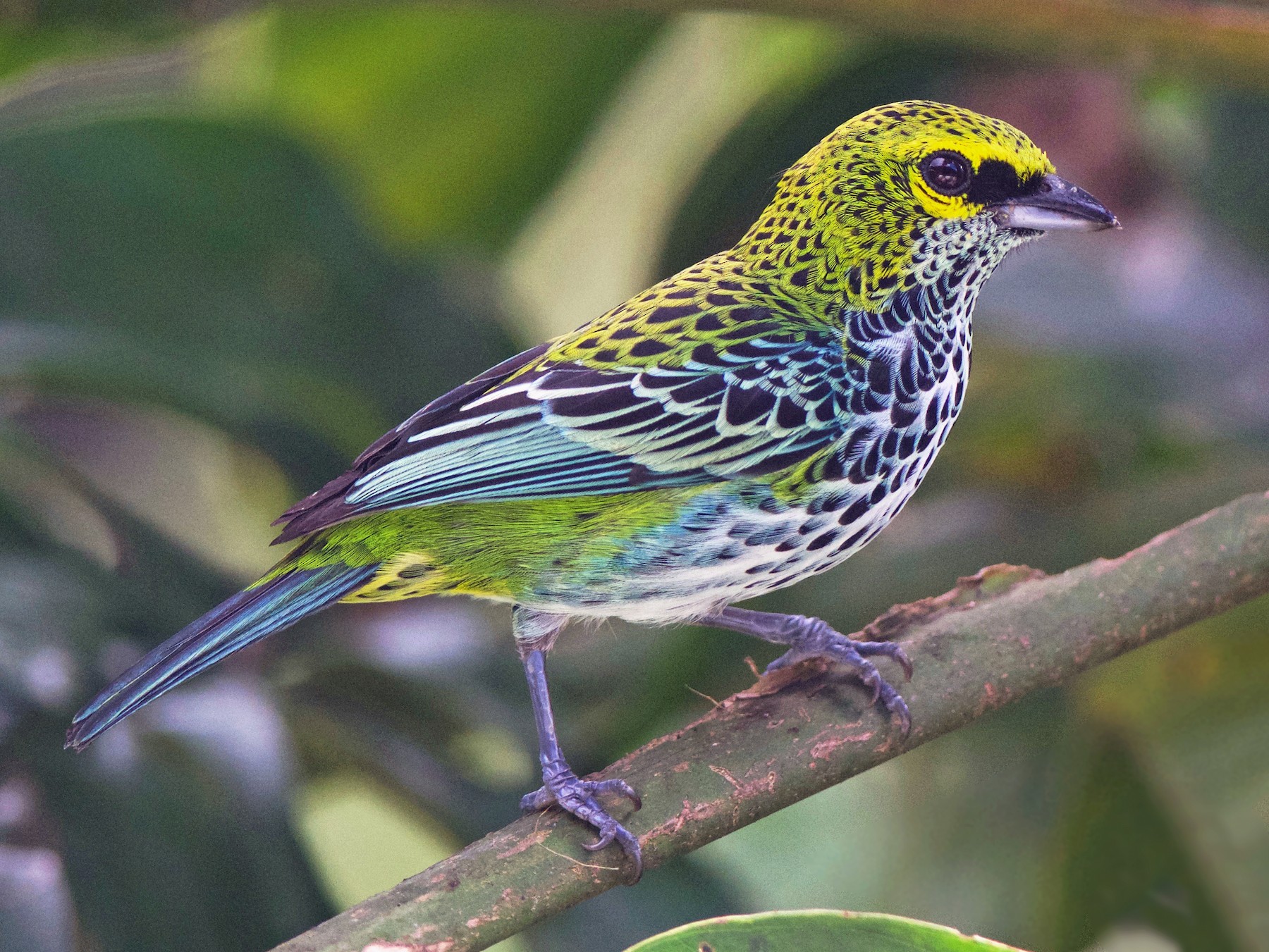 Tanager Wallpapers