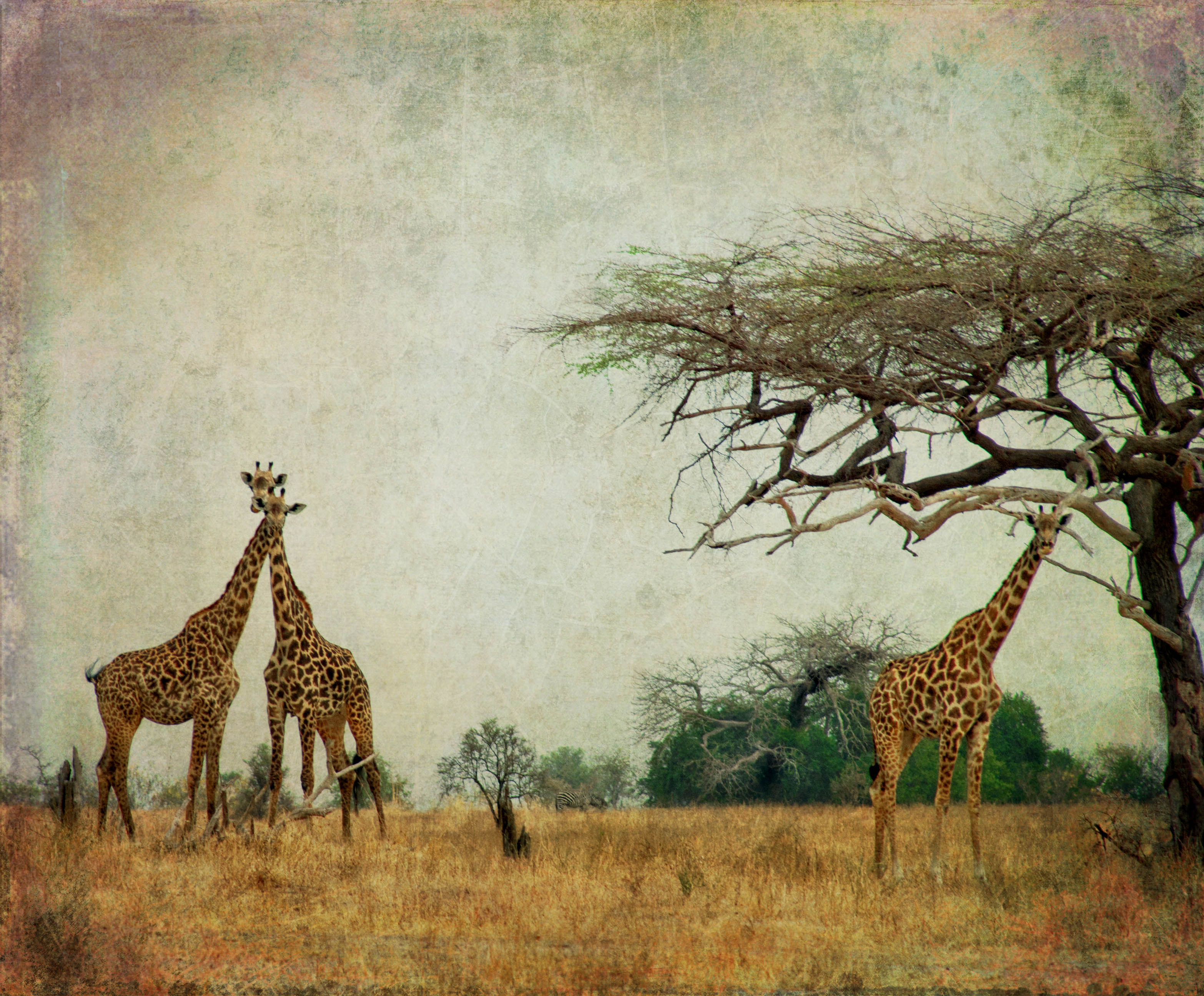 Tanzania Wallpapers