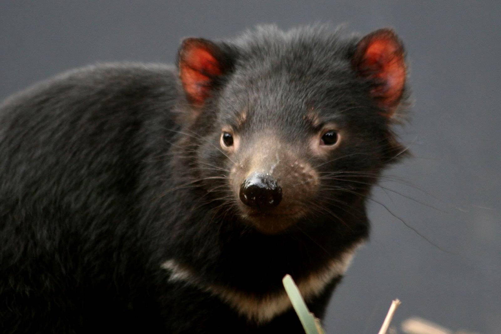 Tasmanian Devil Wallpapers