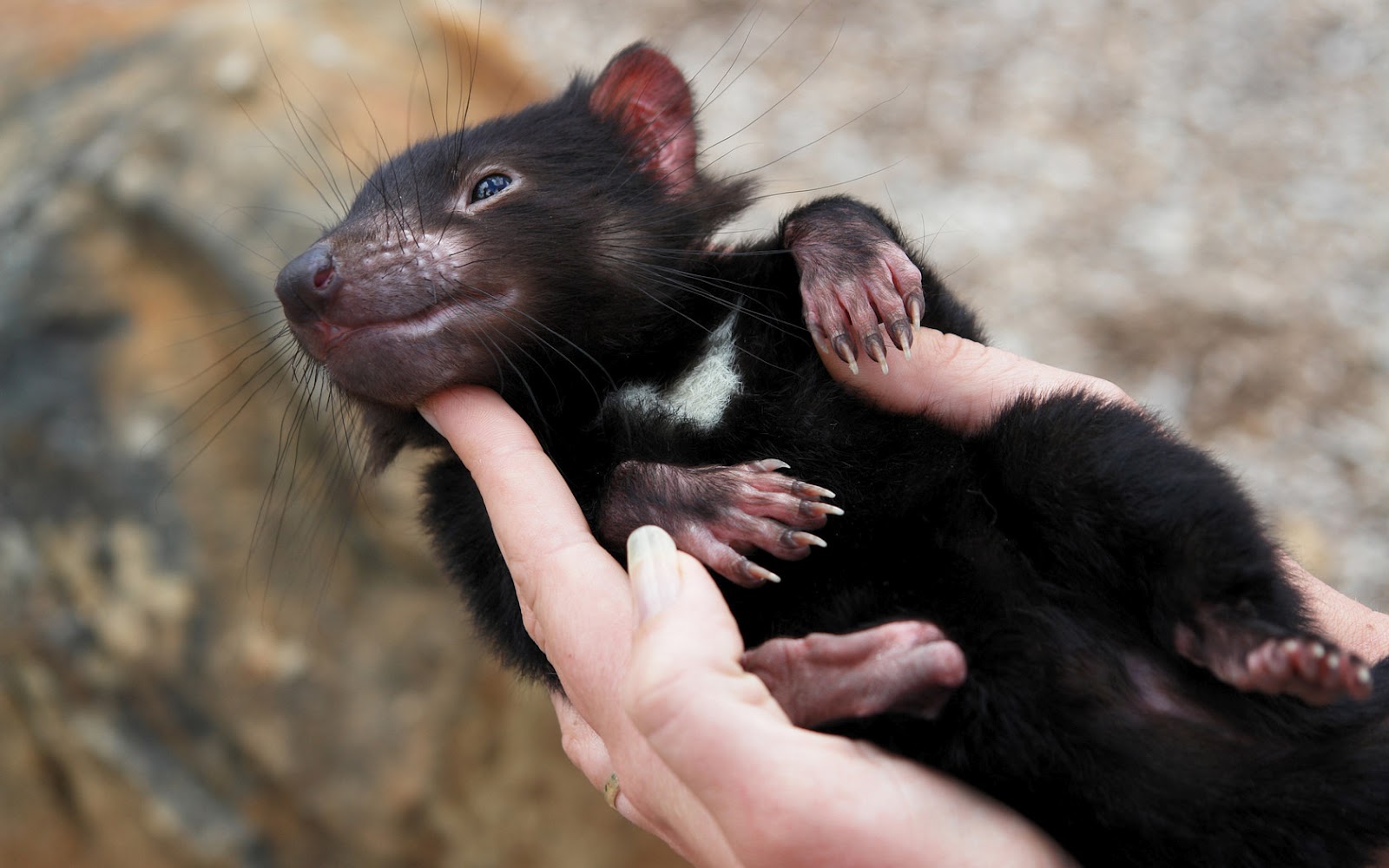 Tasmanian Devil Wallpapers