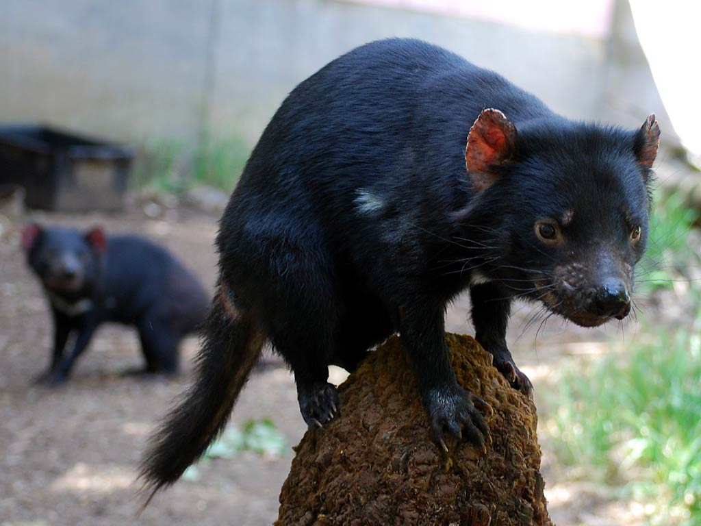 Tasmanian Devil Wallpapers