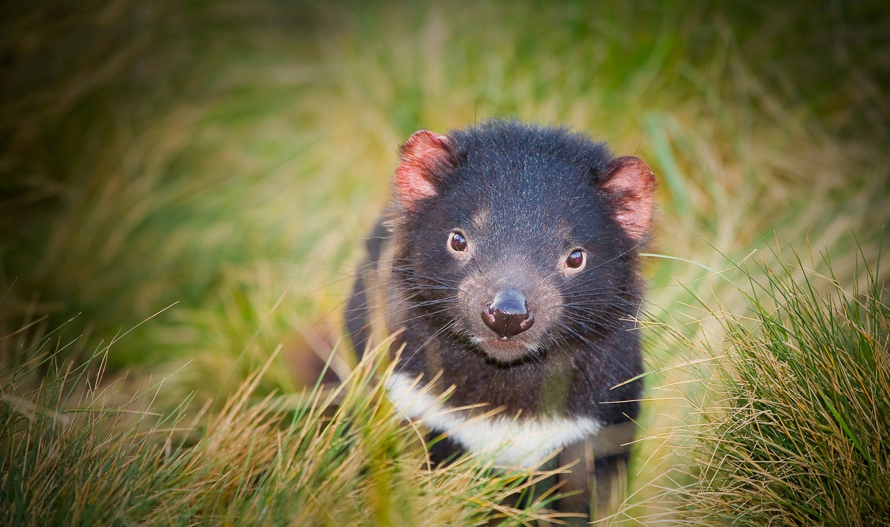 Tasmanian Devil Wallpapers