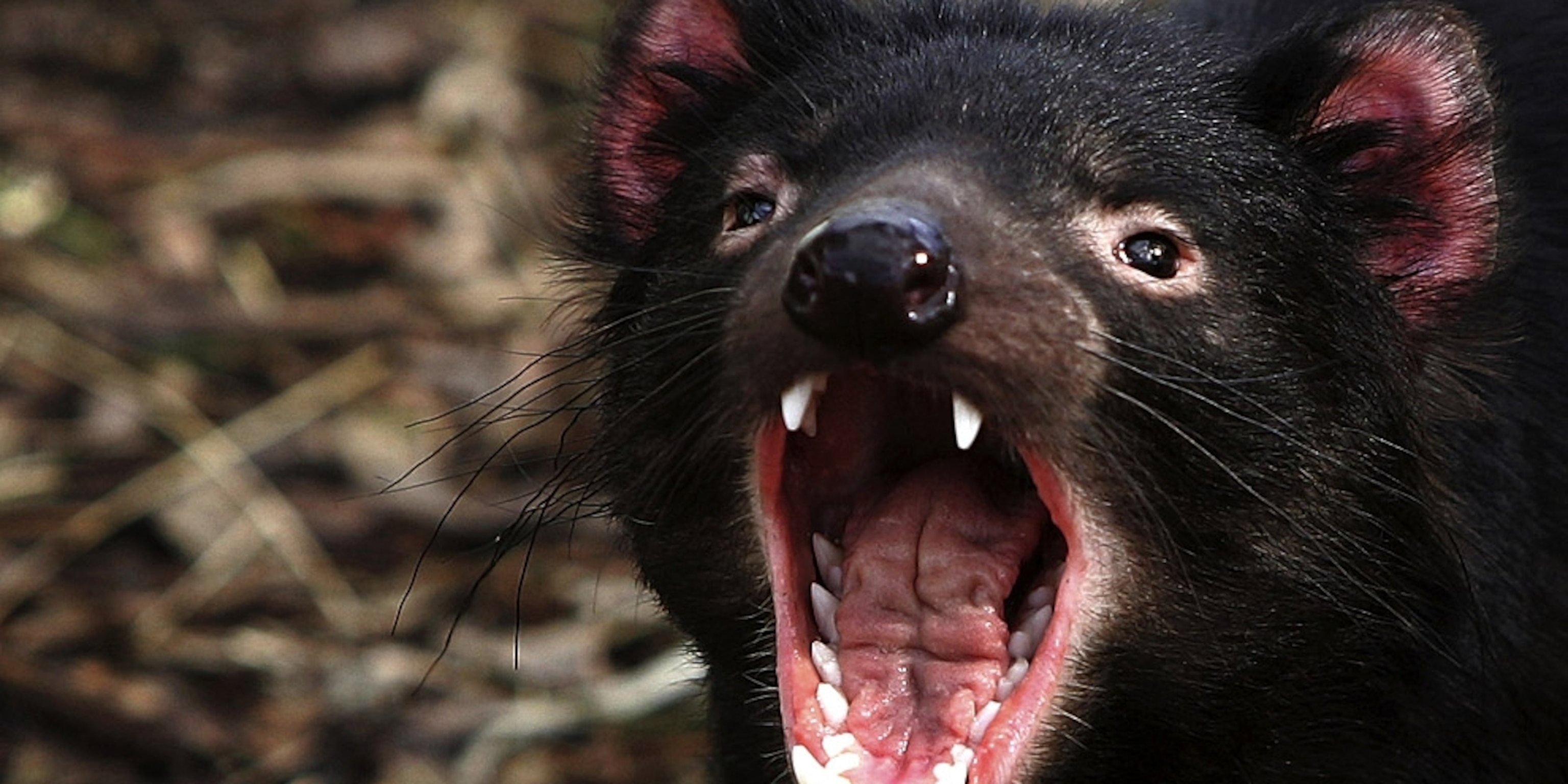 Tasmanian Devil Wallpapers