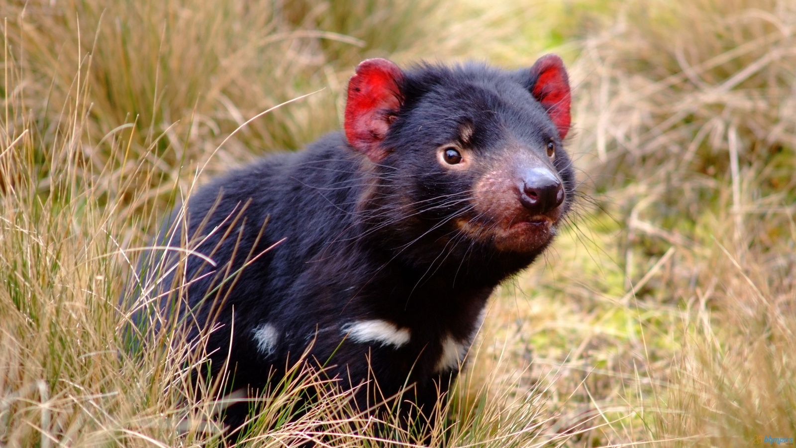 Tasmanian Devil Wallpapers