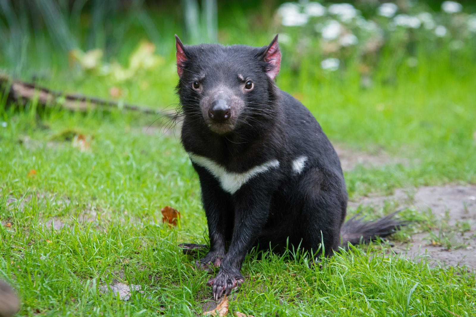 Tasmanian Devil Wallpapers