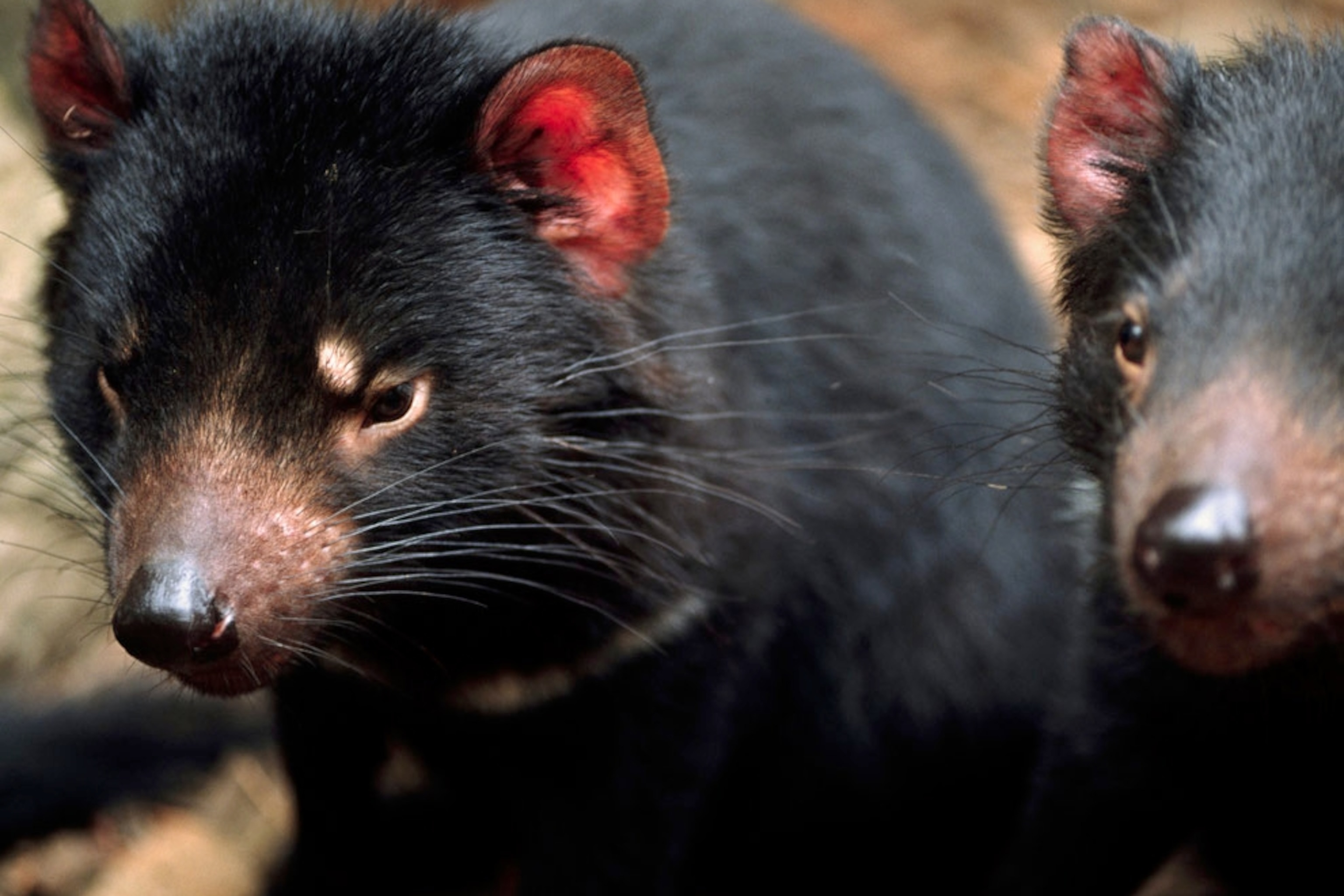 Tasmanian Devil Wallpapers