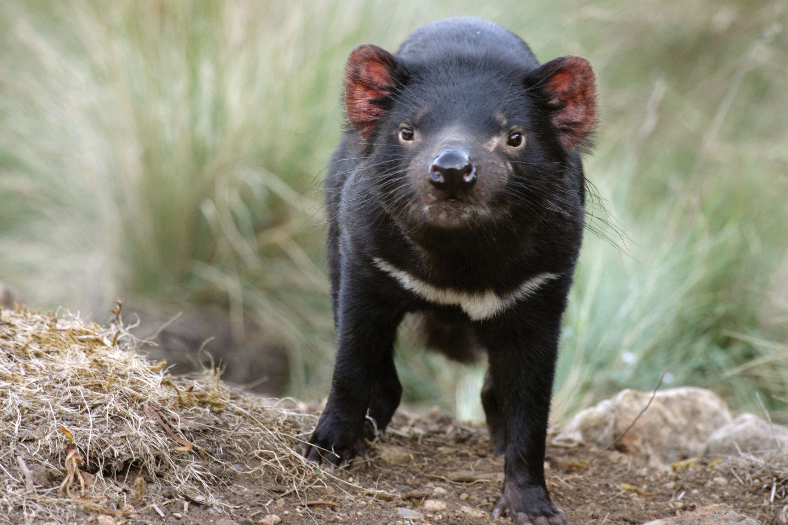 Tasmanian Devil Wallpapers