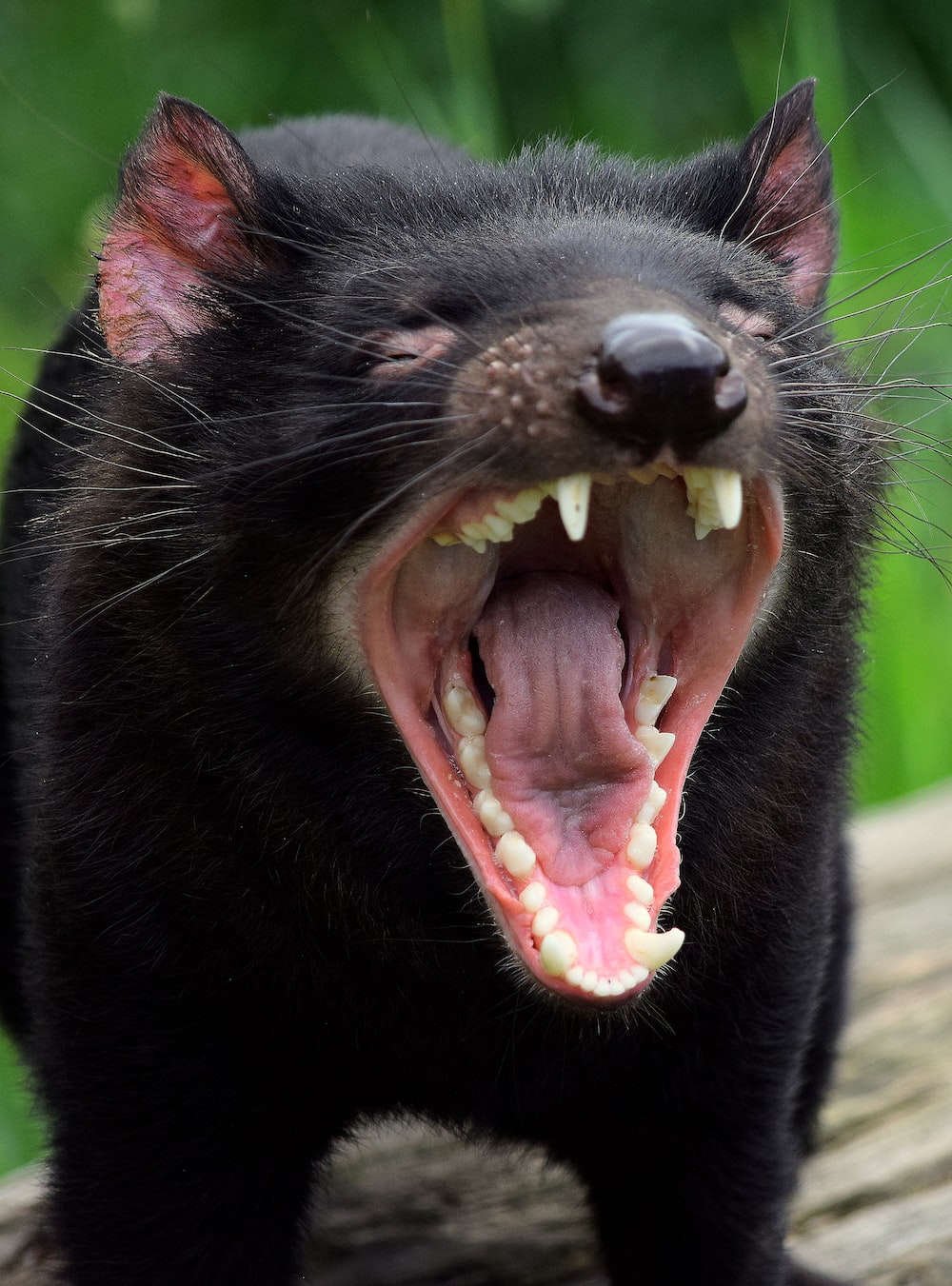 Tasmanian Devil Wallpapers