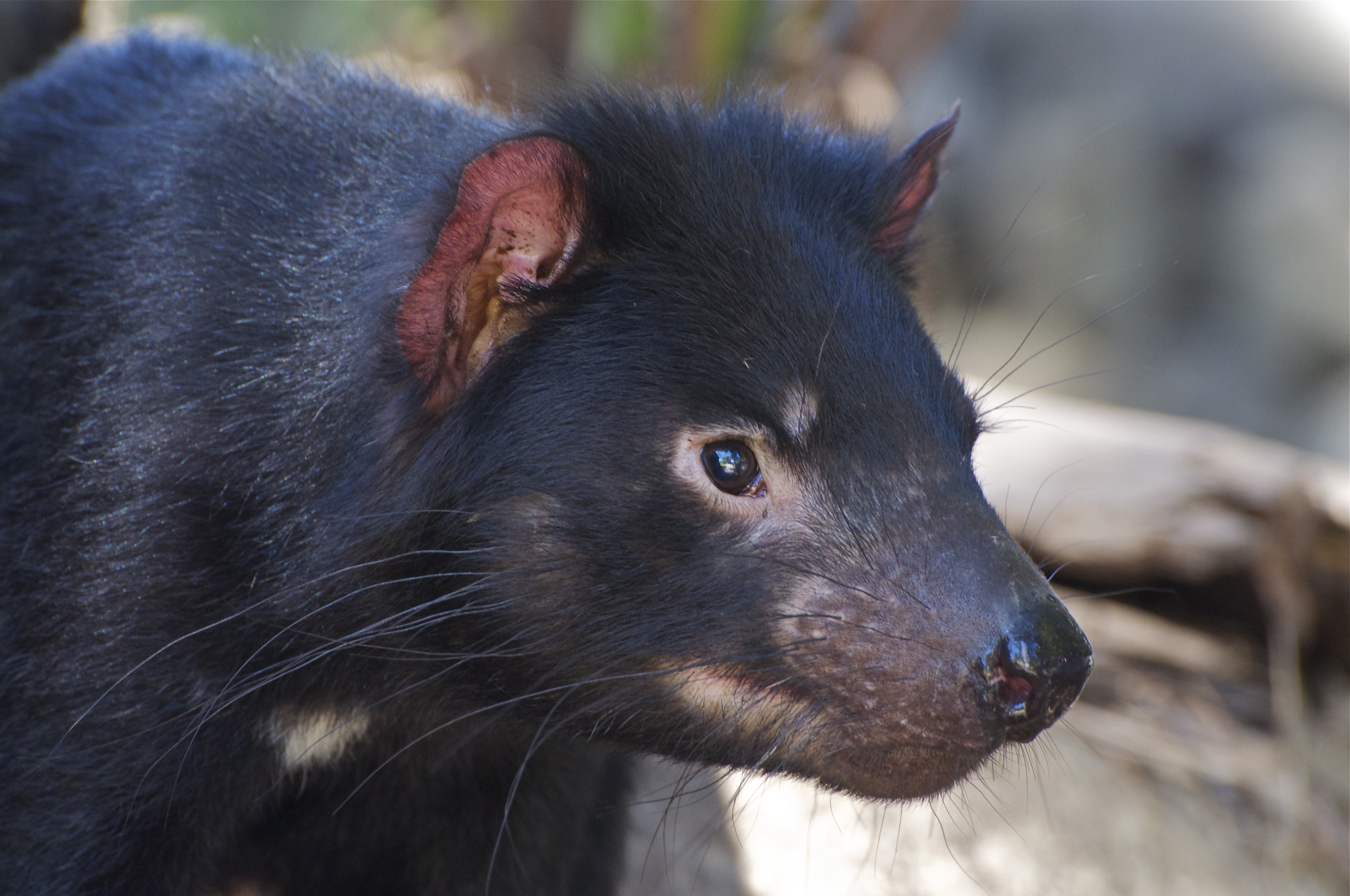 Tasmanian Devil Wallpapers