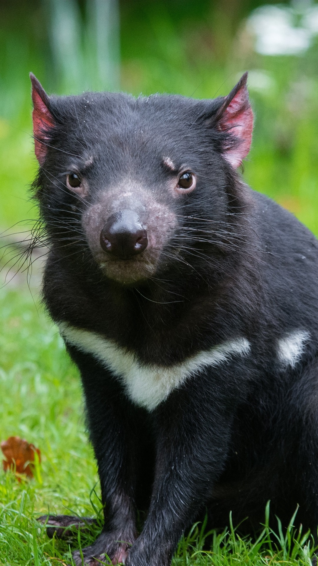 Tasmanian Devil Wallpapers