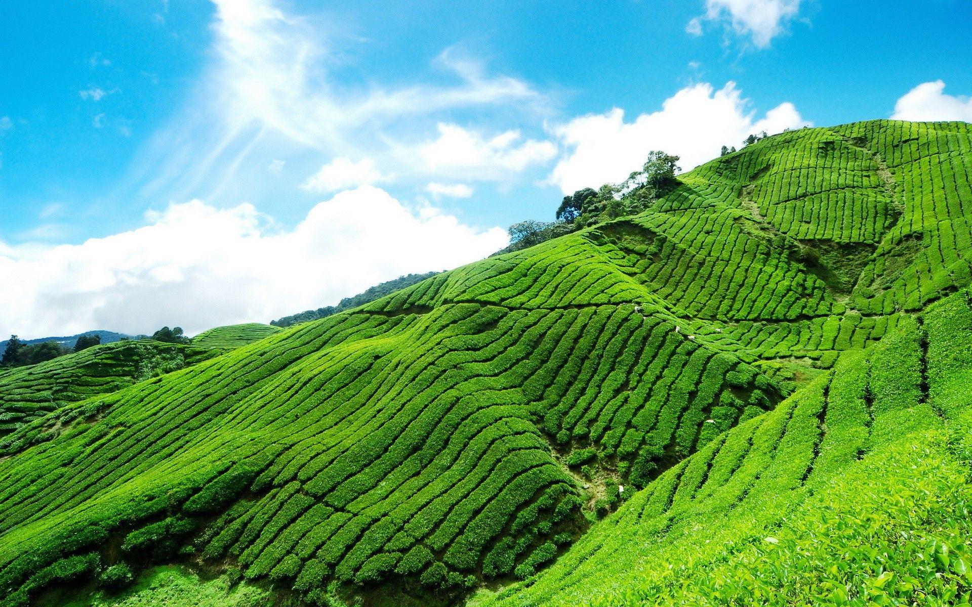 Tea Plantation Wallpapers