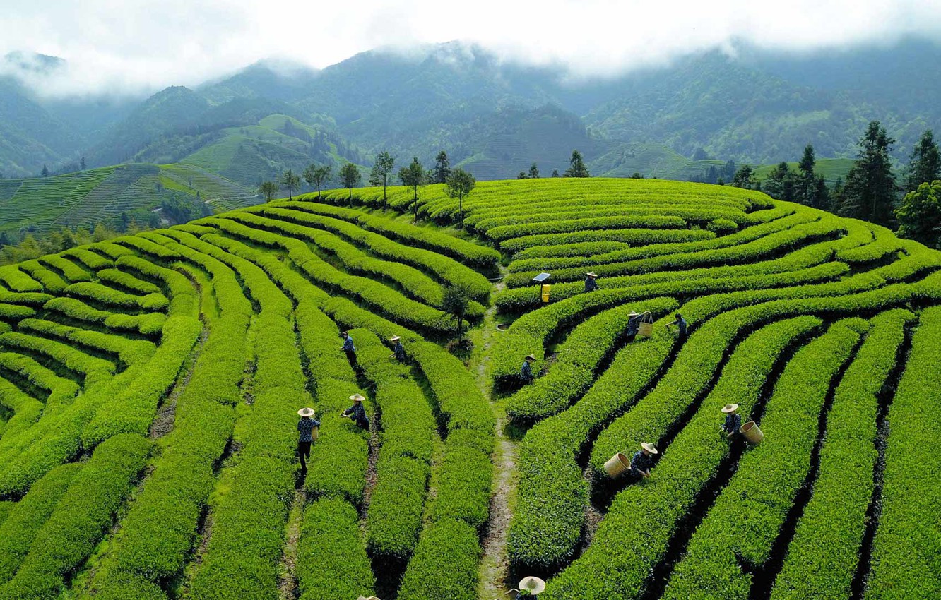 Tea Plantation Wallpapers