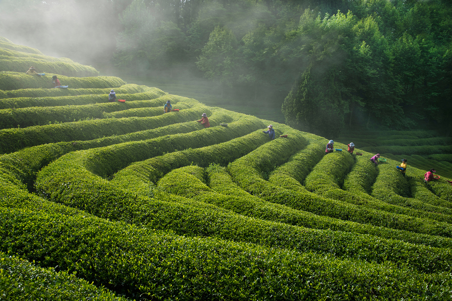 Tea Plantation Wallpapers