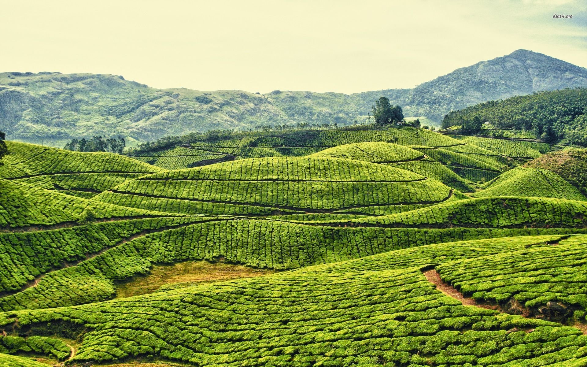 Tea Plantation Wallpapers