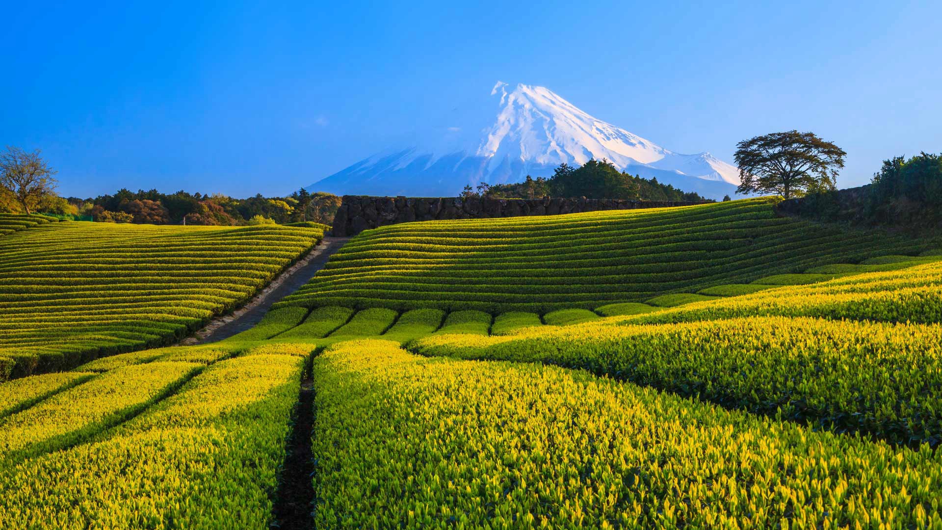 Tea Plantation Wallpapers