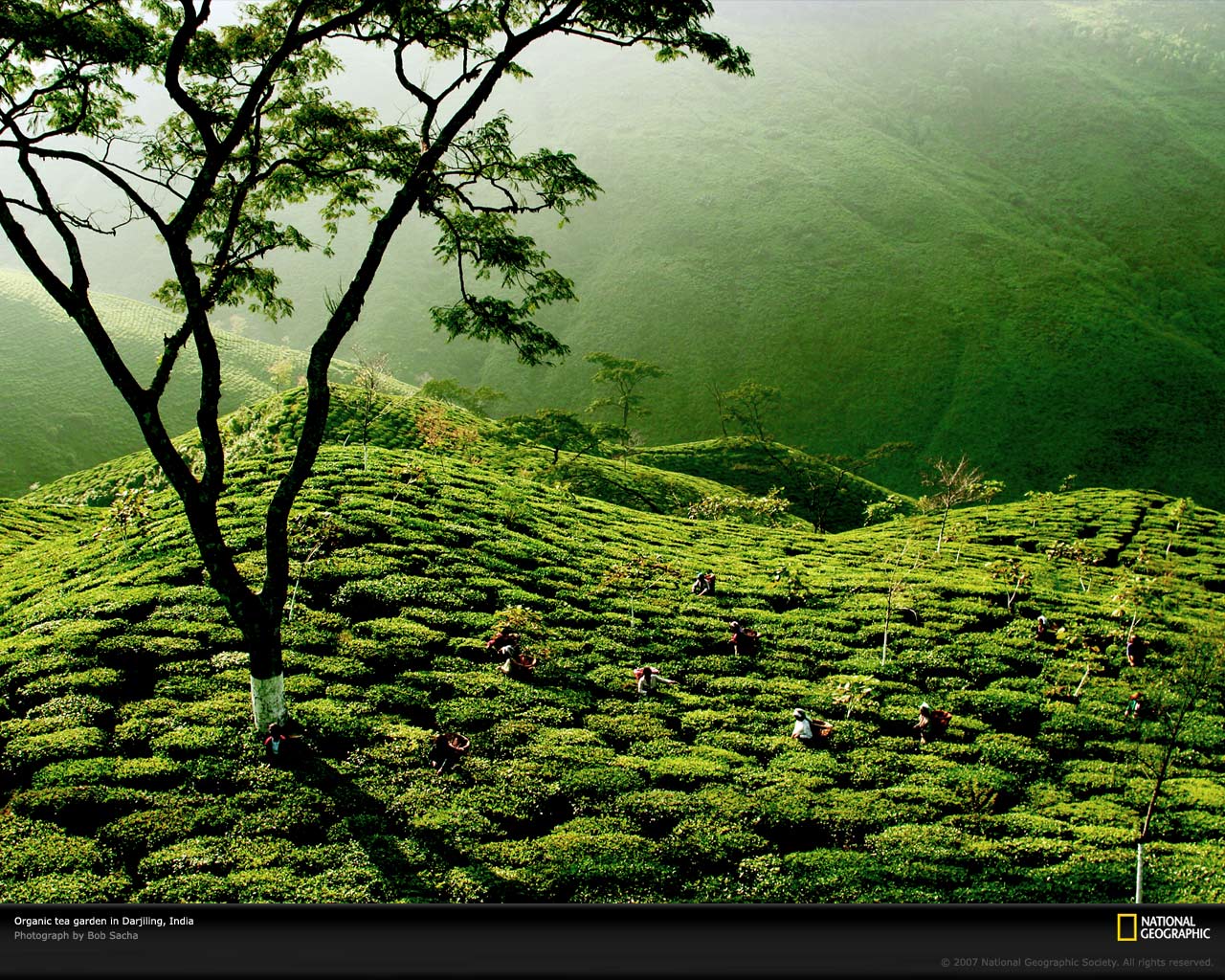 Tea Plantation Wallpapers